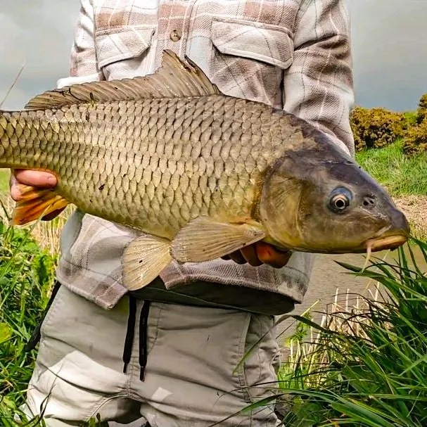 Common carp caught on Fishbrain