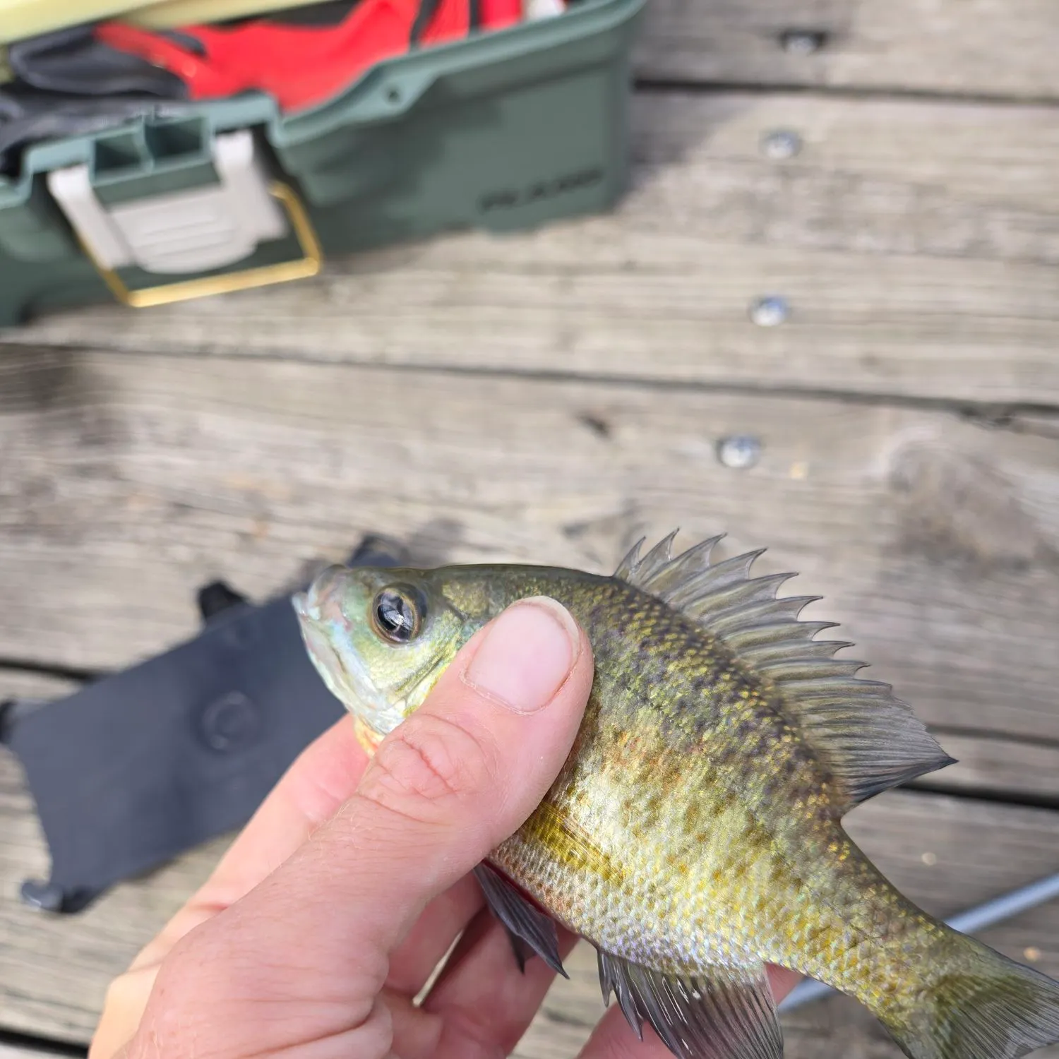 Bluegill caught on Fishbrain