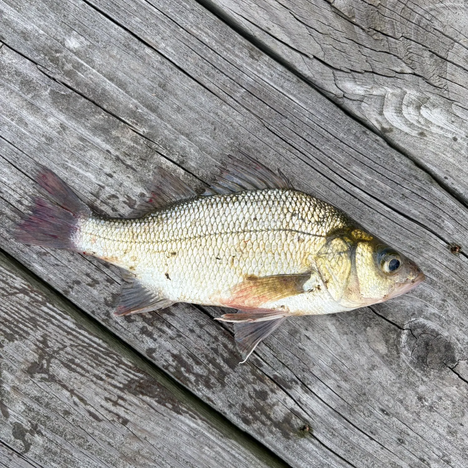 White perch caught on Fishbrain