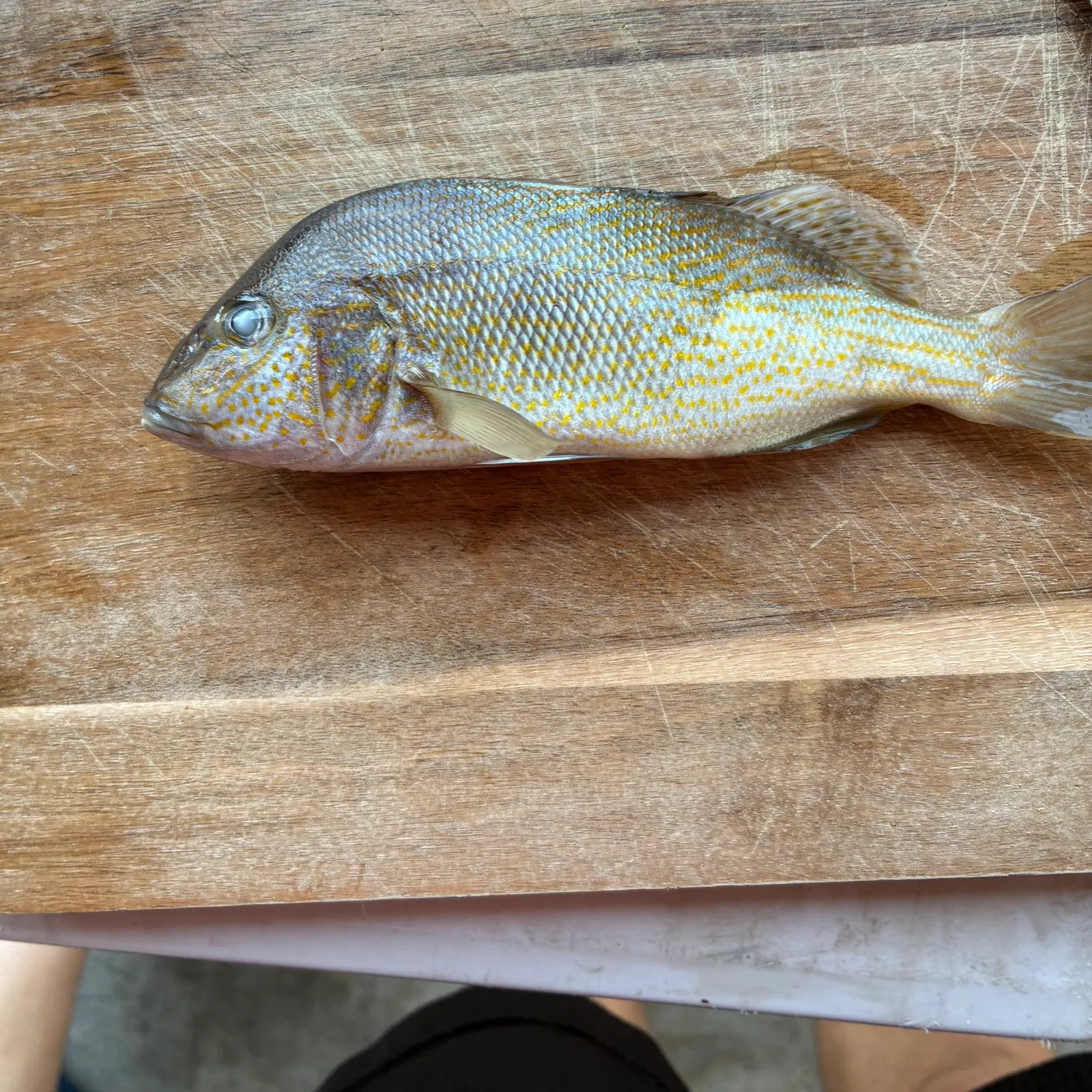 The most recent Pigfish catches on Fishbrain