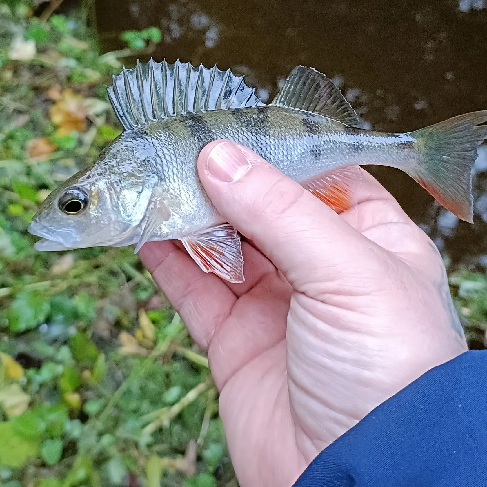 European perch caught on Fishbrain