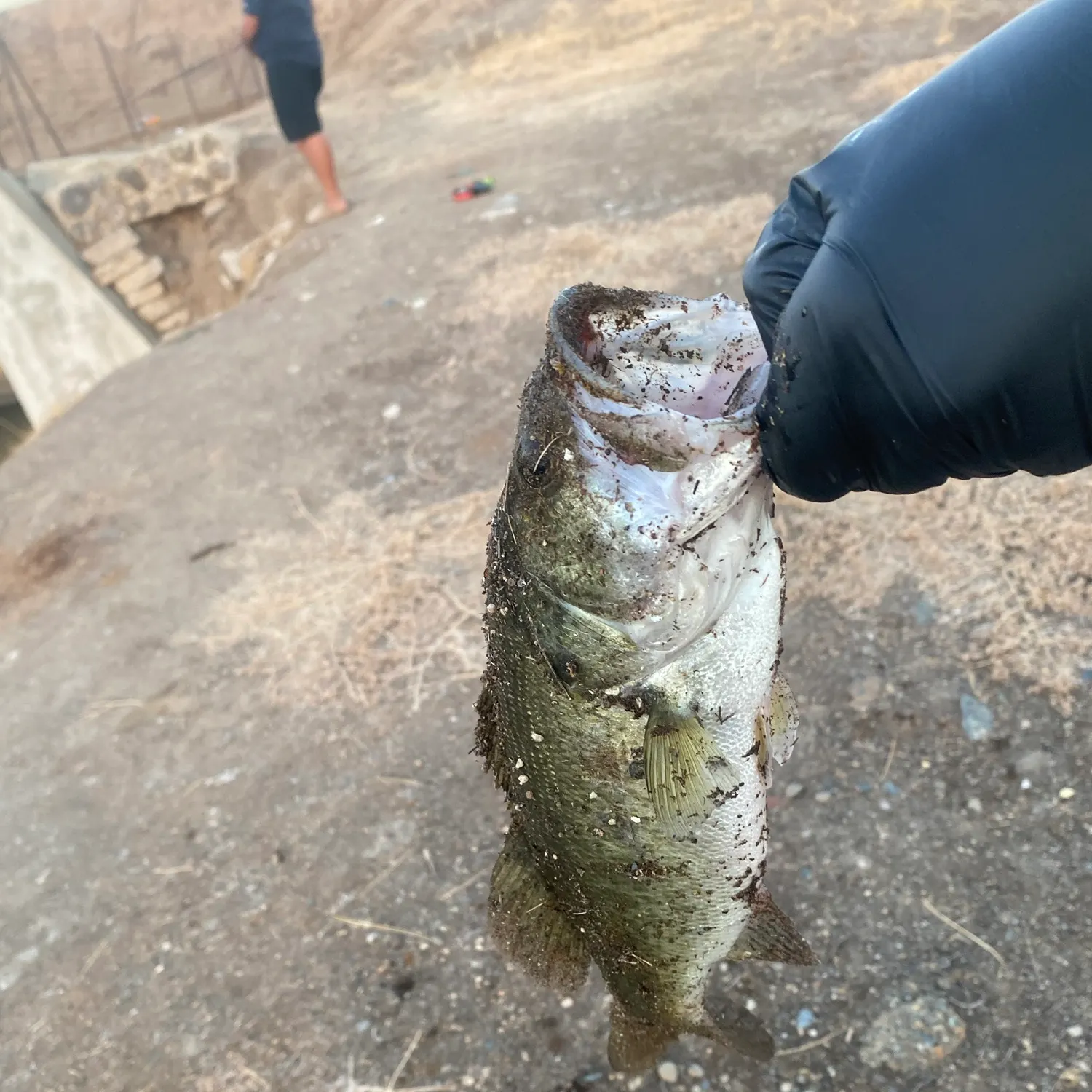 Fish caught on Fishbrain