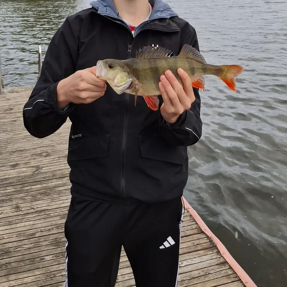 European perch caught on Fishbrain