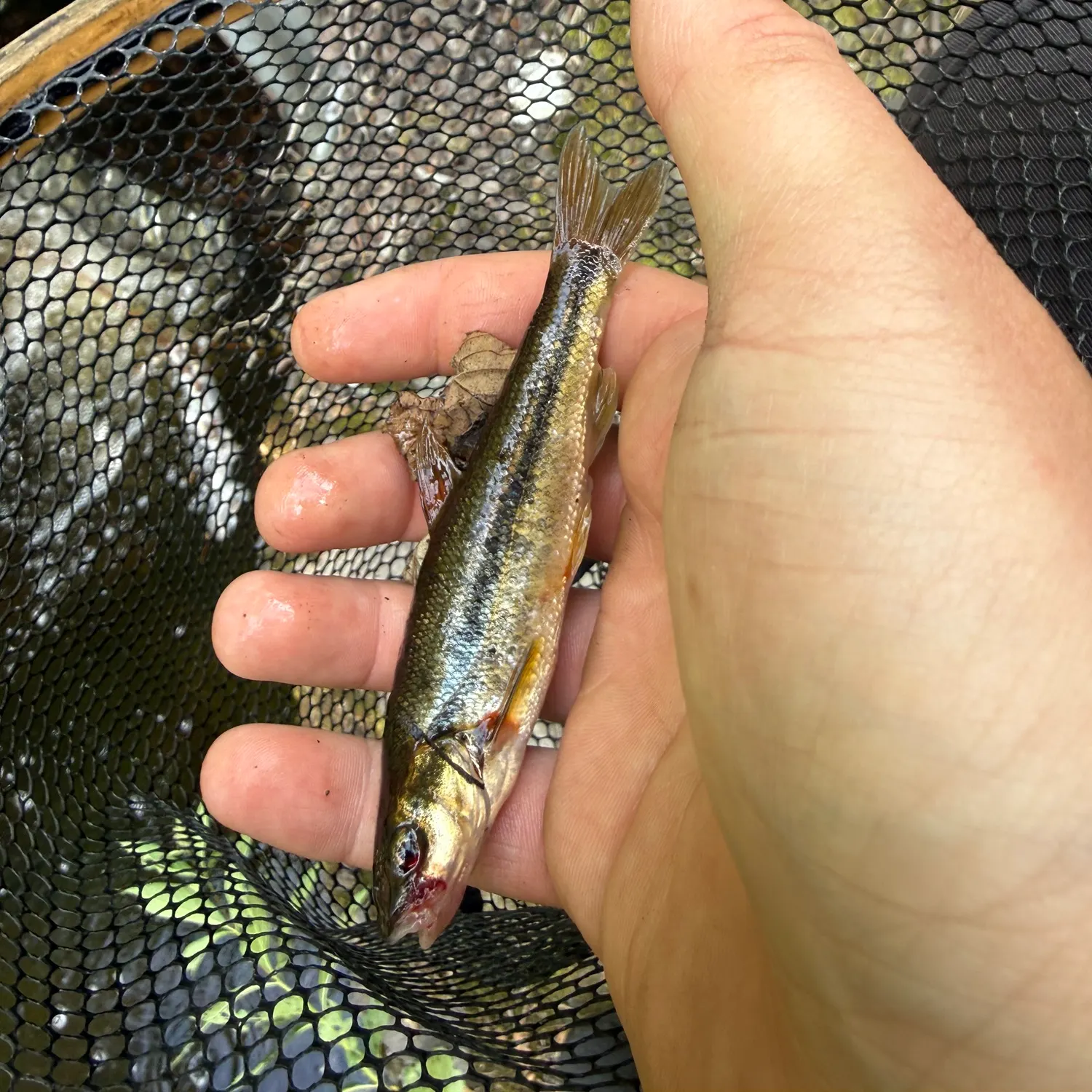Creek chub caught on Fishbrain