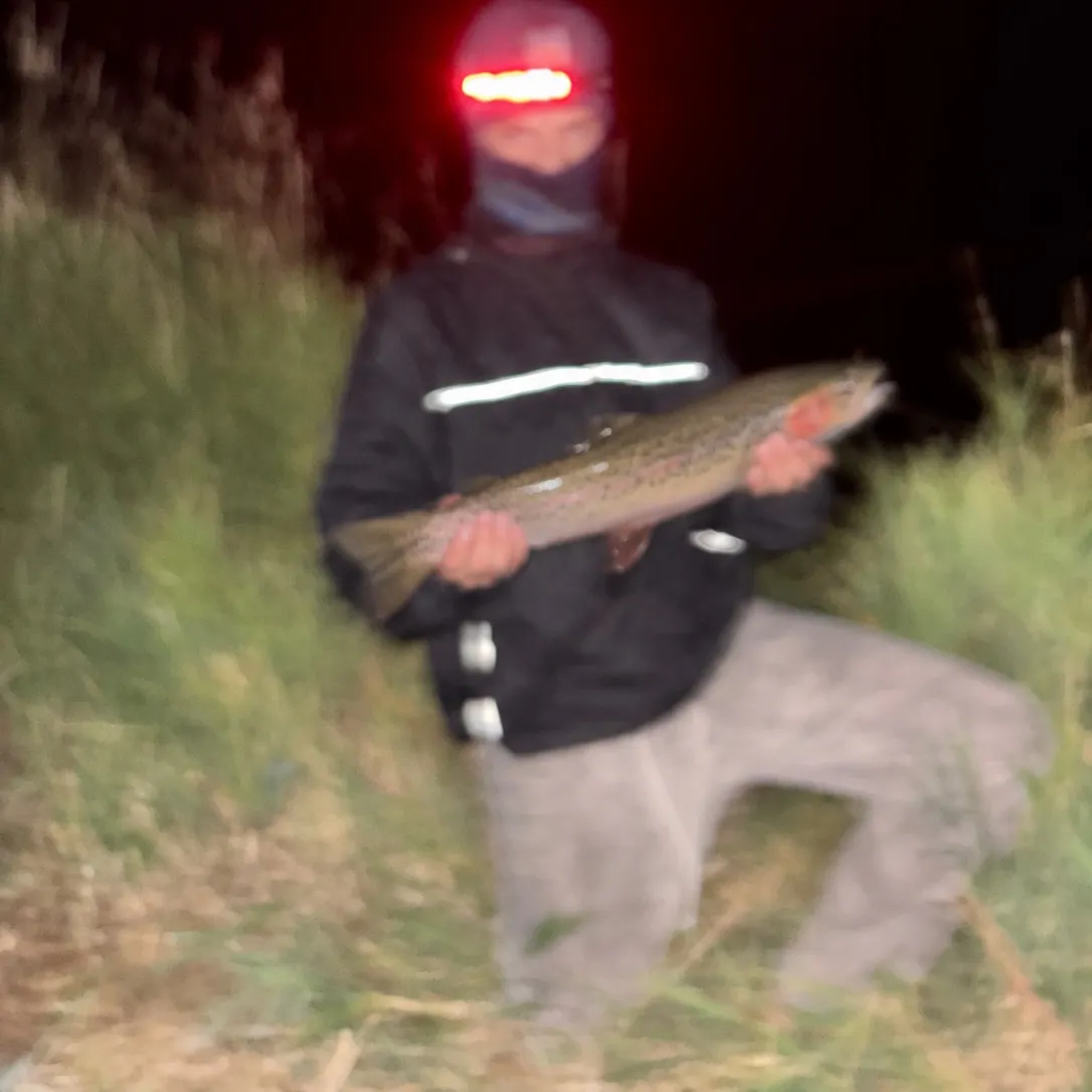 Cutthroat trout caught on Fishbrain