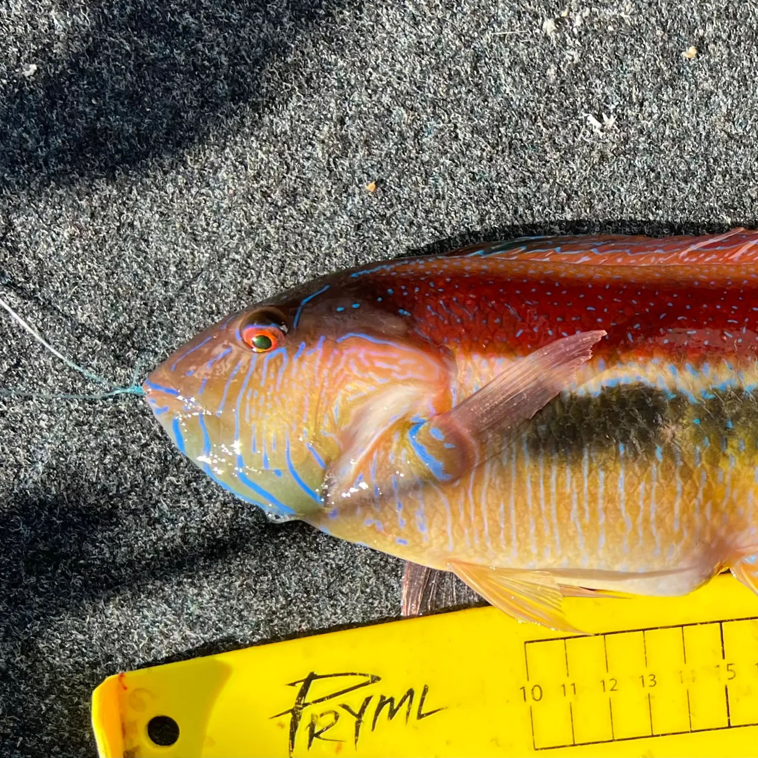 The most recent Maori wrasse catches on Fishbrain