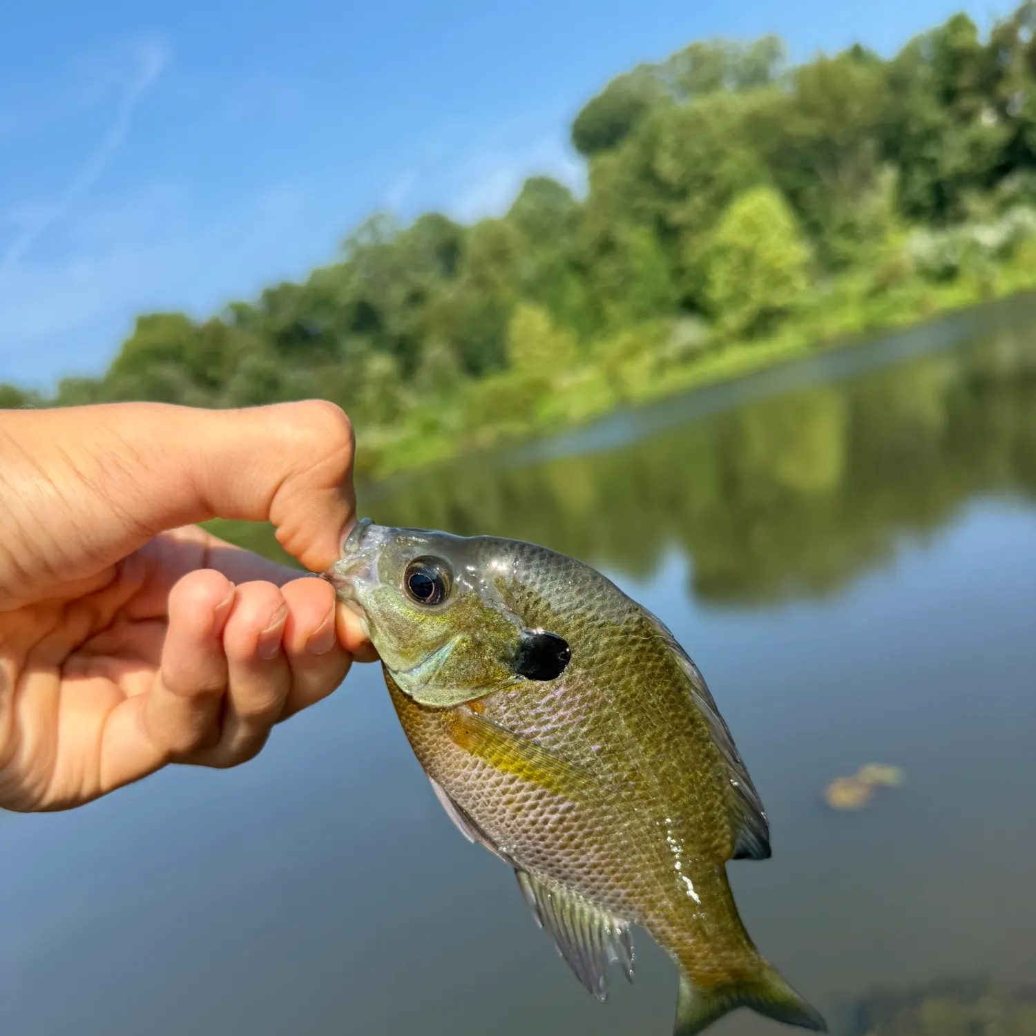 Bluegill caught on Fishbrain
