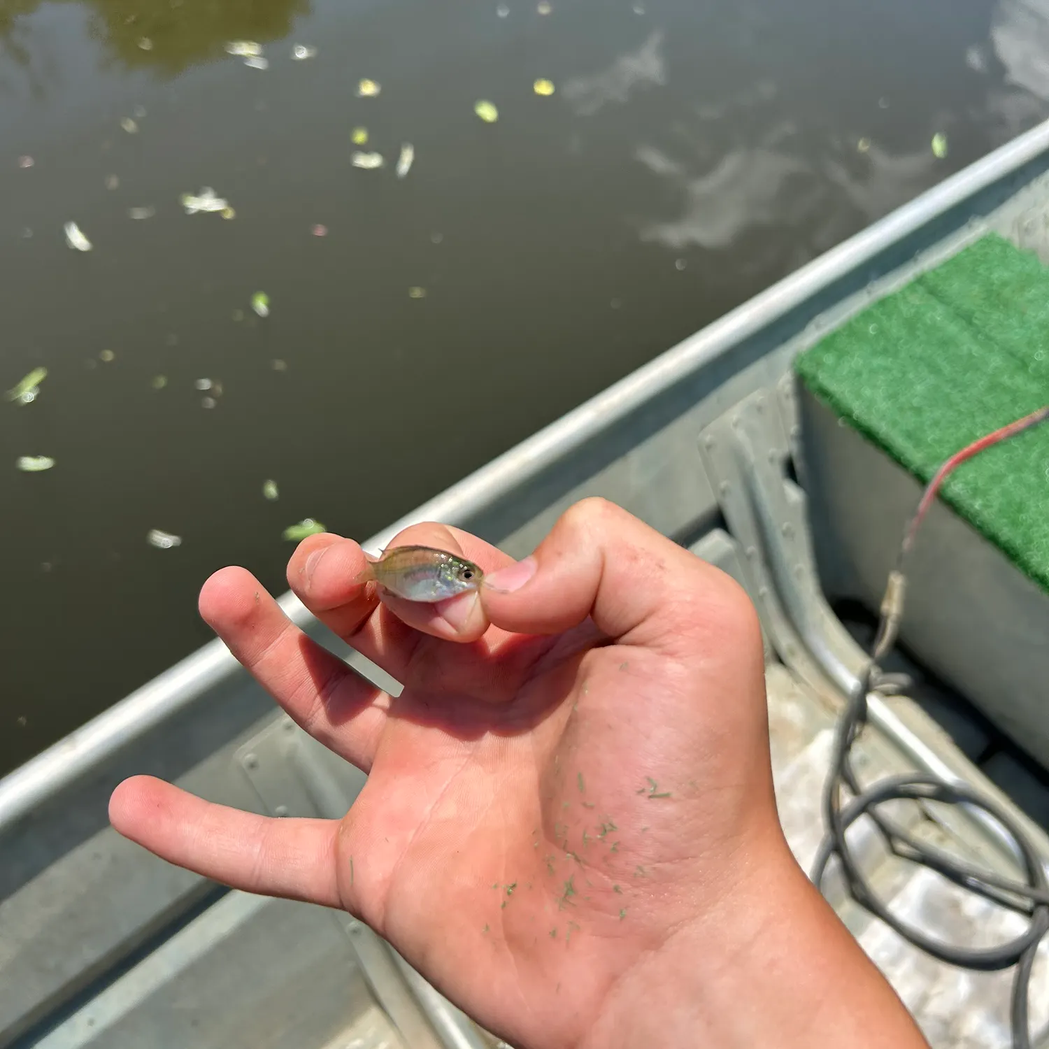 most liked catch image