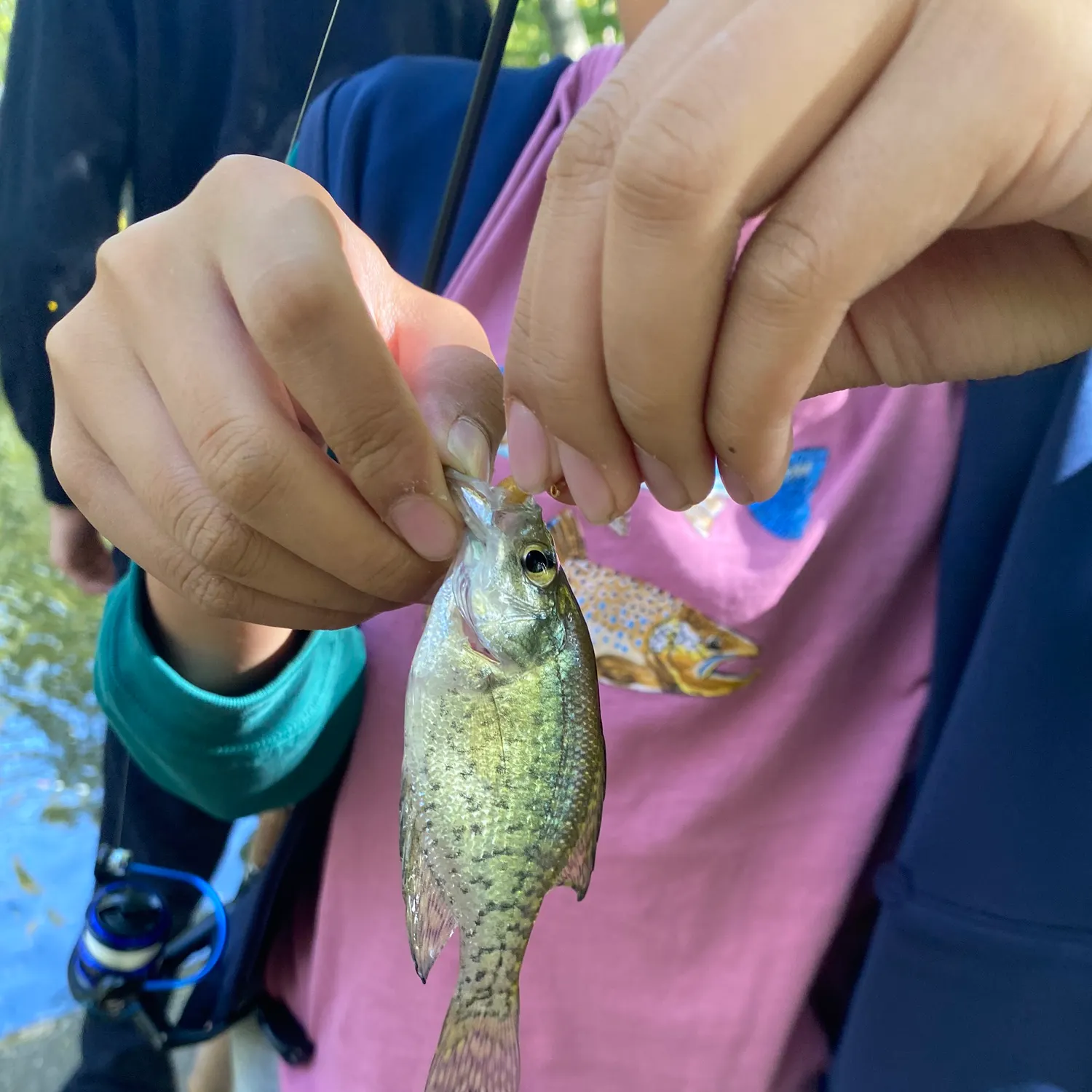 Black crappie caught on Fishbrain