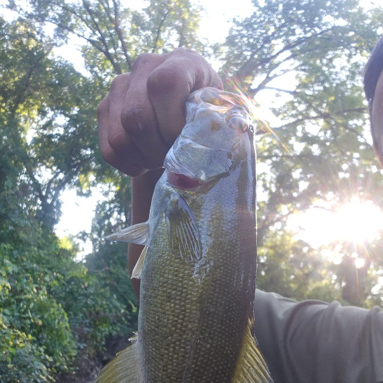 Smallmouth bass caught on Fishbrain