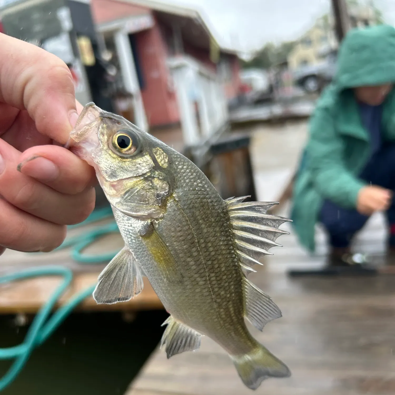 White perch caught on Fishbrain