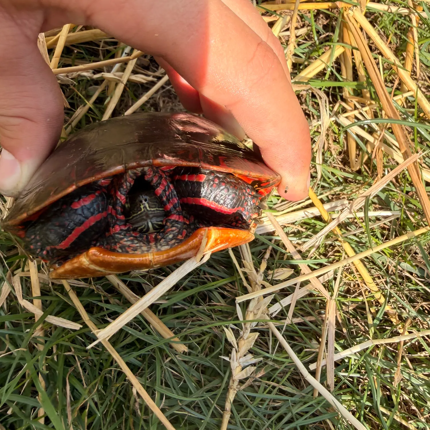 Painted turtle caught on Fishbrain