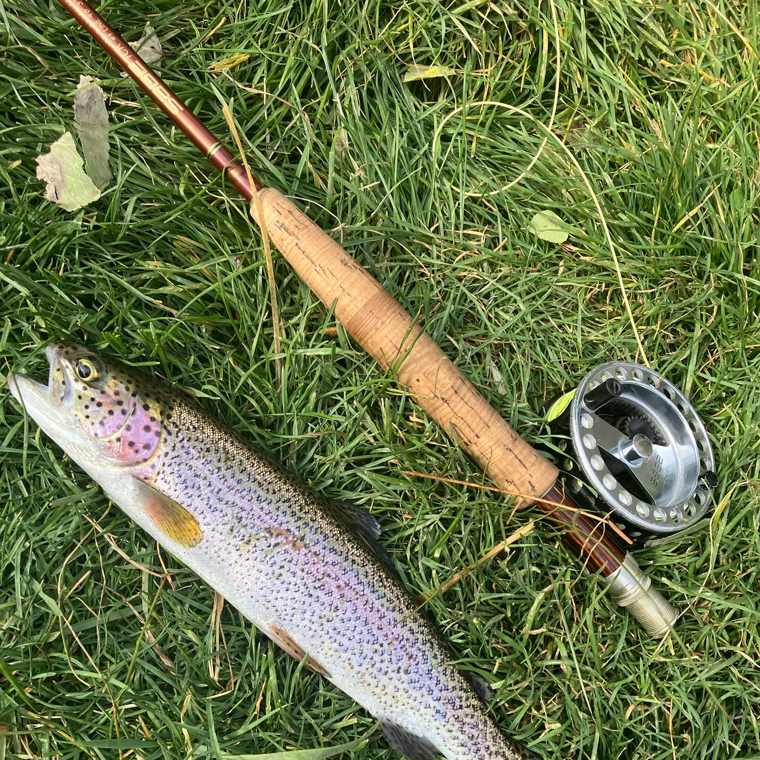 Fish caught on Fishbrain