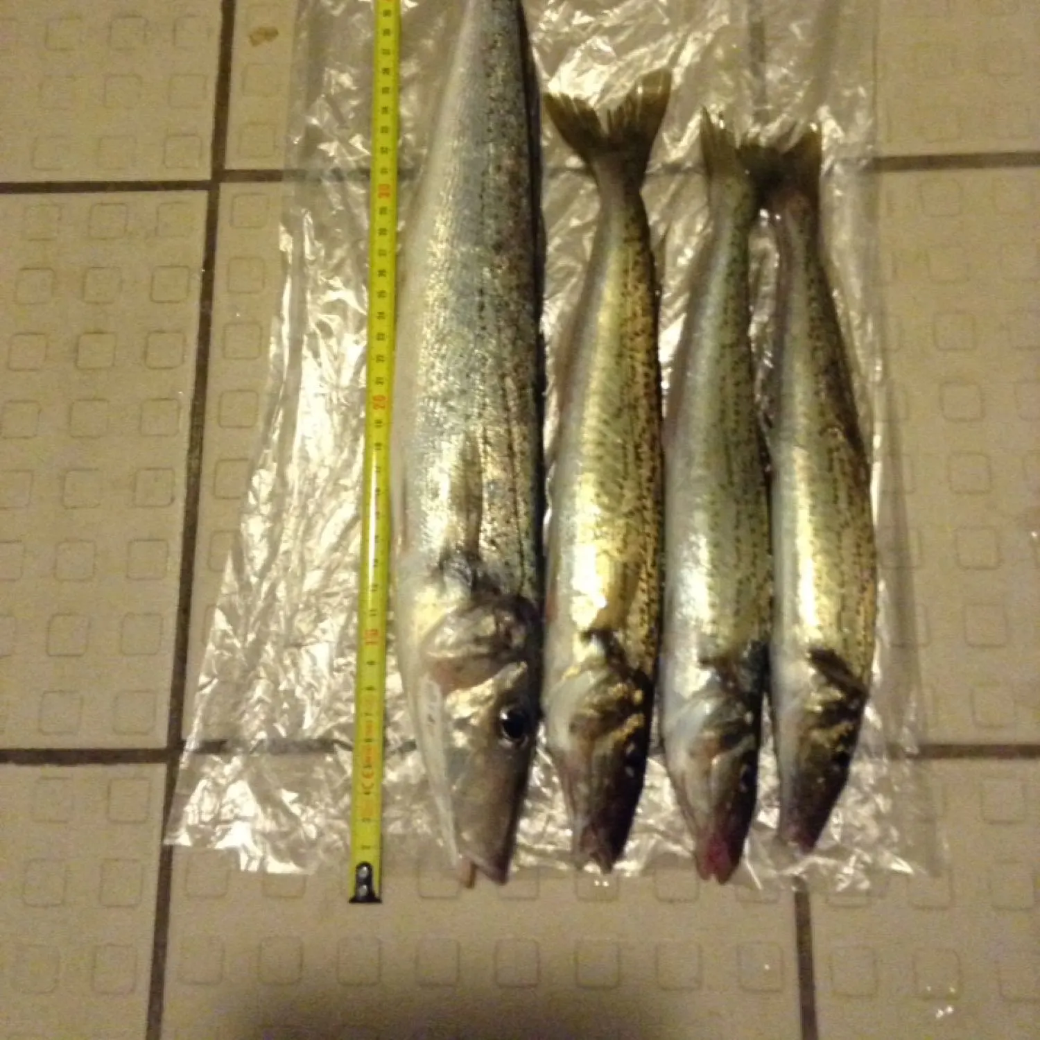 recently logged catches