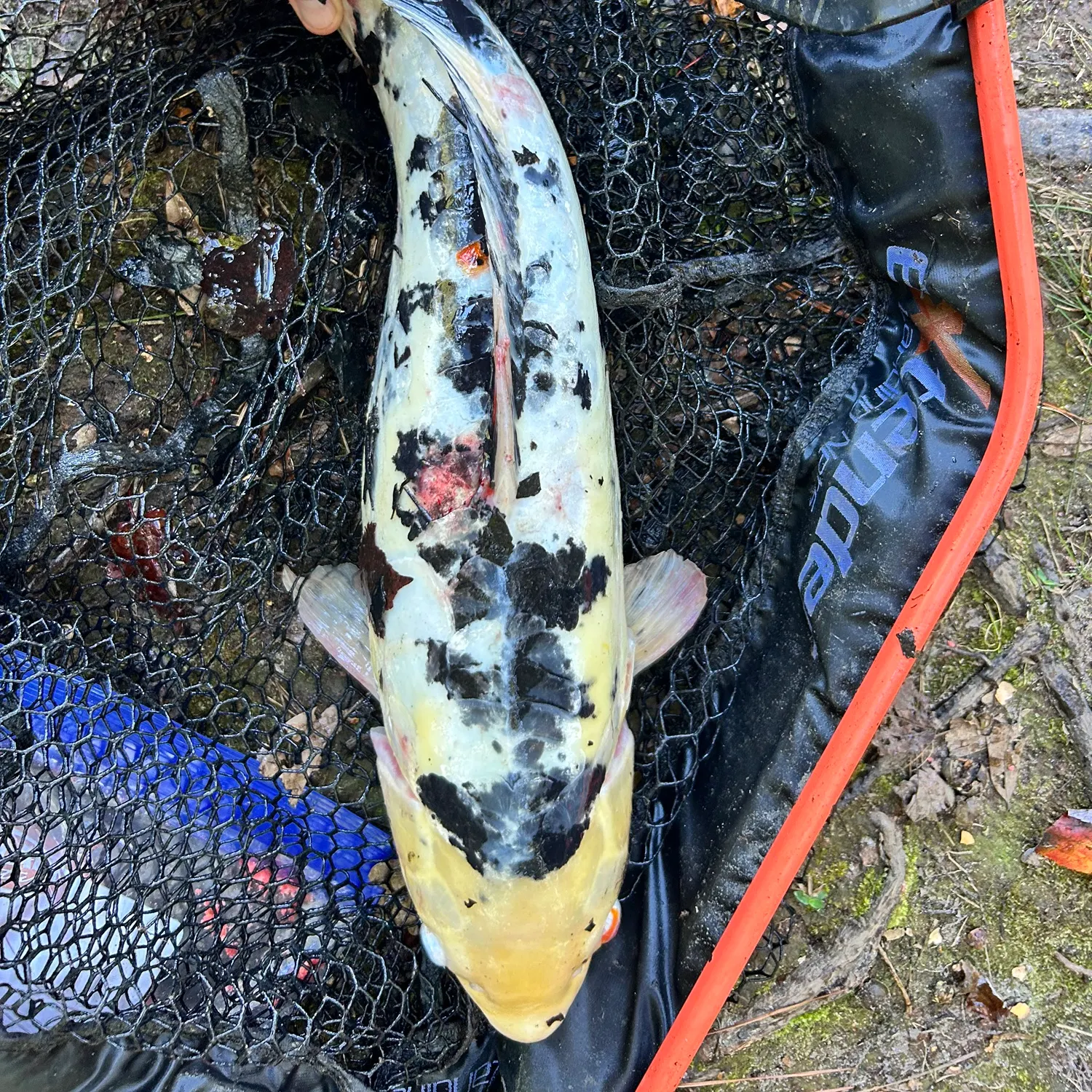 Koi carp caught on Fishbrain