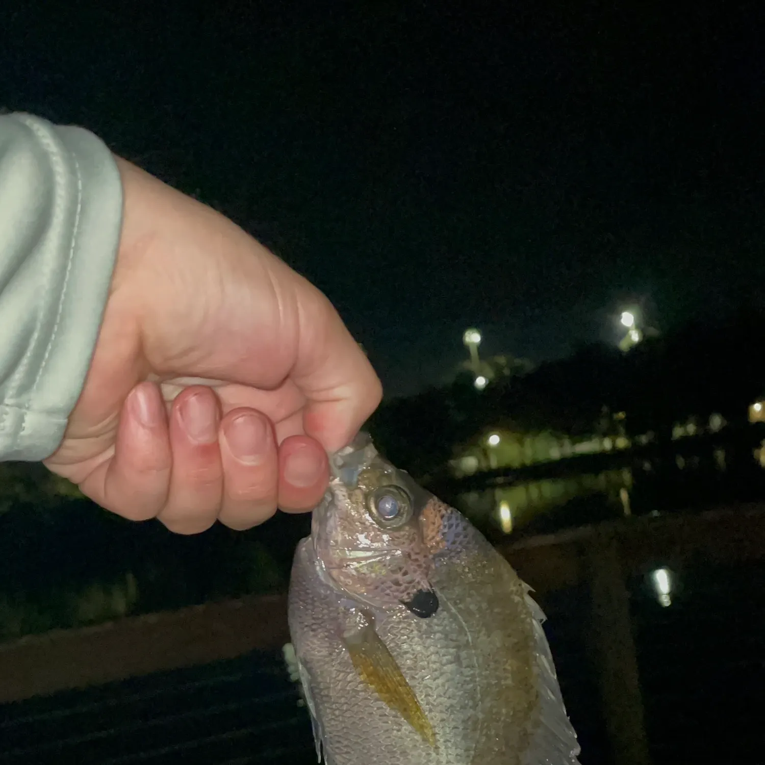 Bluegill caught on Fishbrain