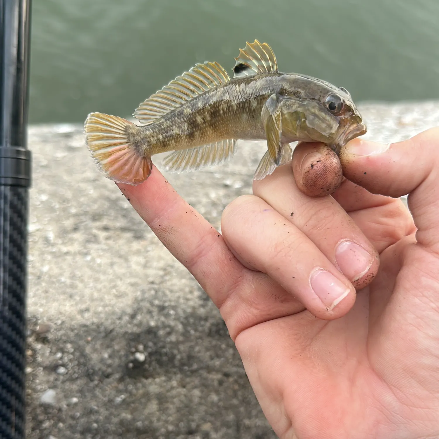 Round goby caught on Fishbrain