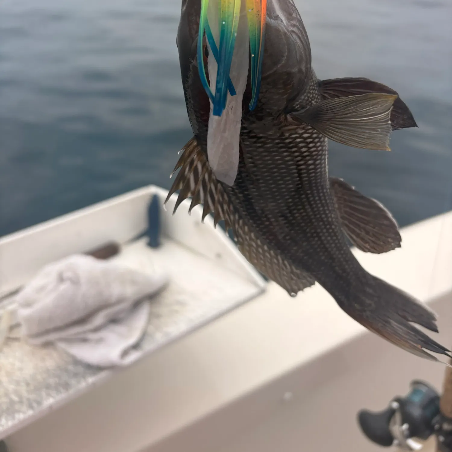 Black sea bass caught on Fishbrain