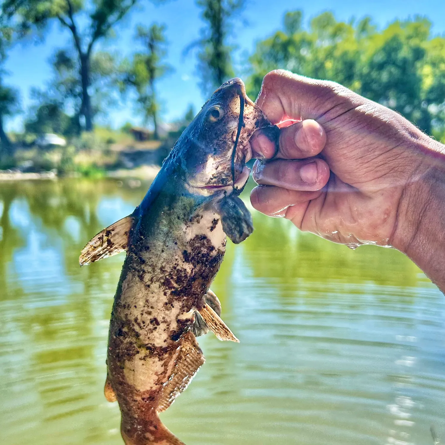 Channel catfish caught on Fishbrain