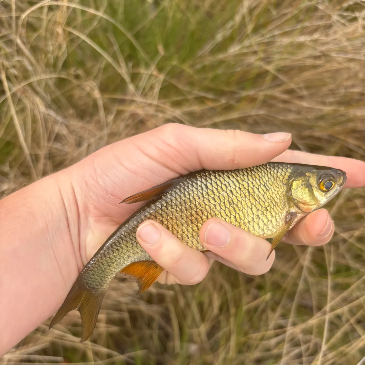 The most recent Golden shiner catches on Fishbrain