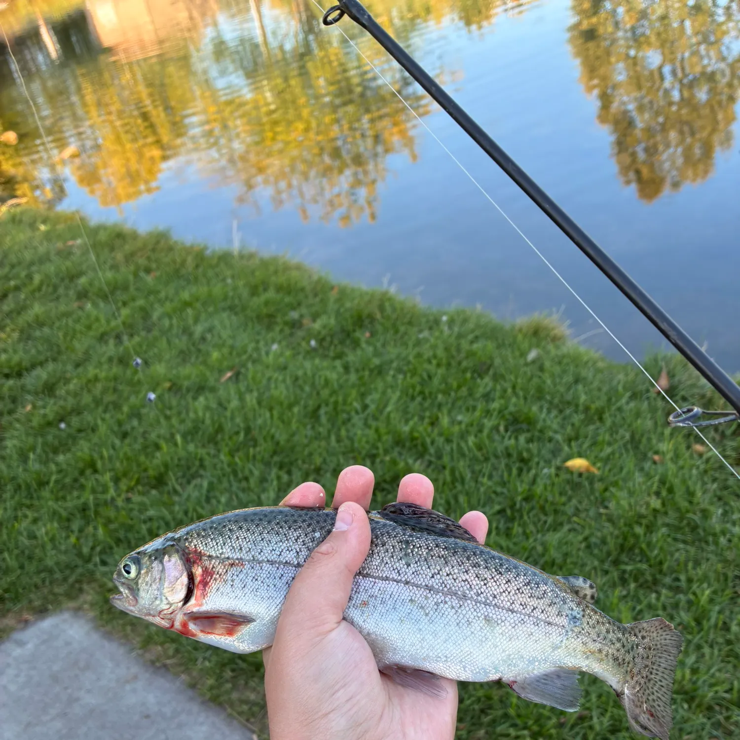 Rainbow trout caught on Fishbrain