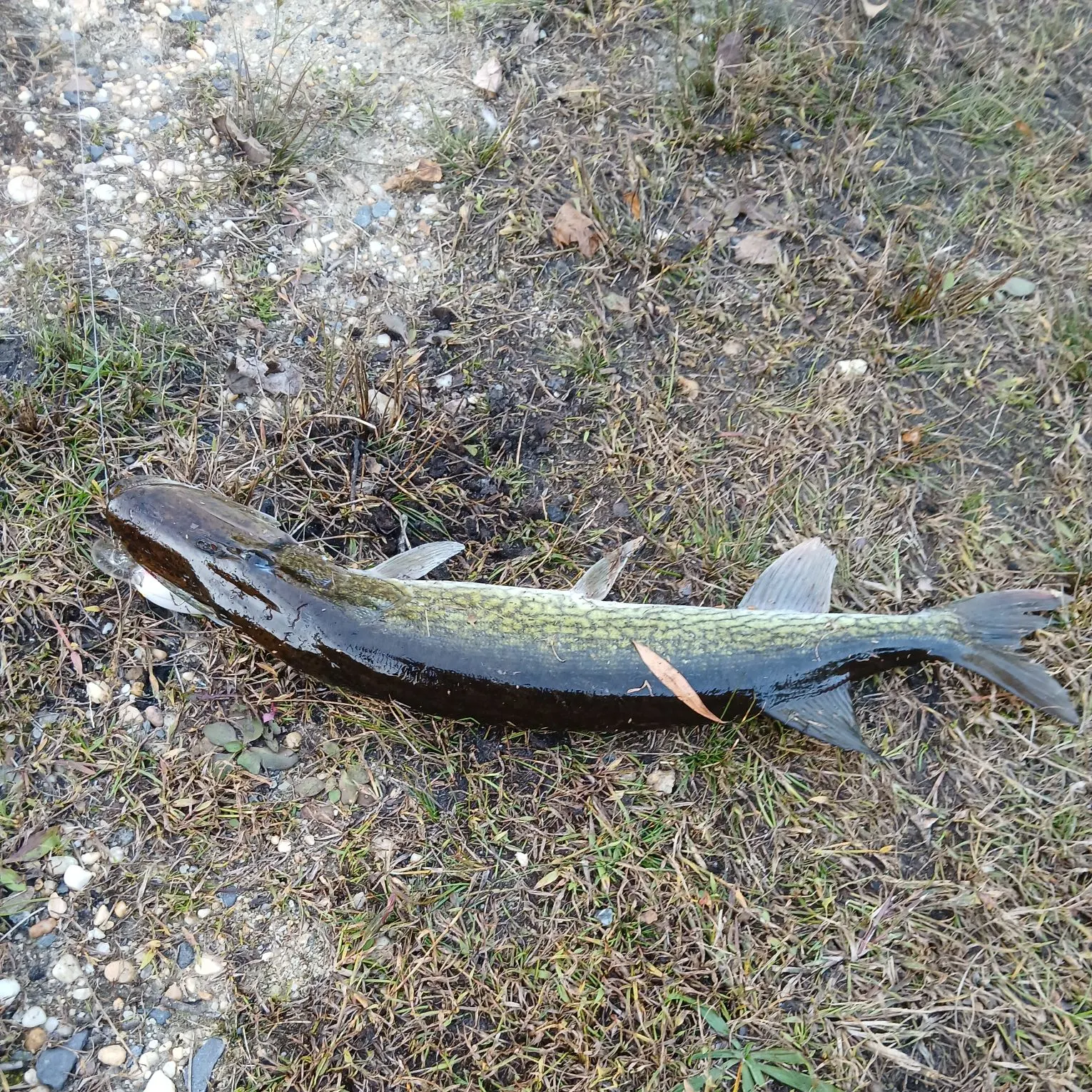Fish caught on Fishbrain
