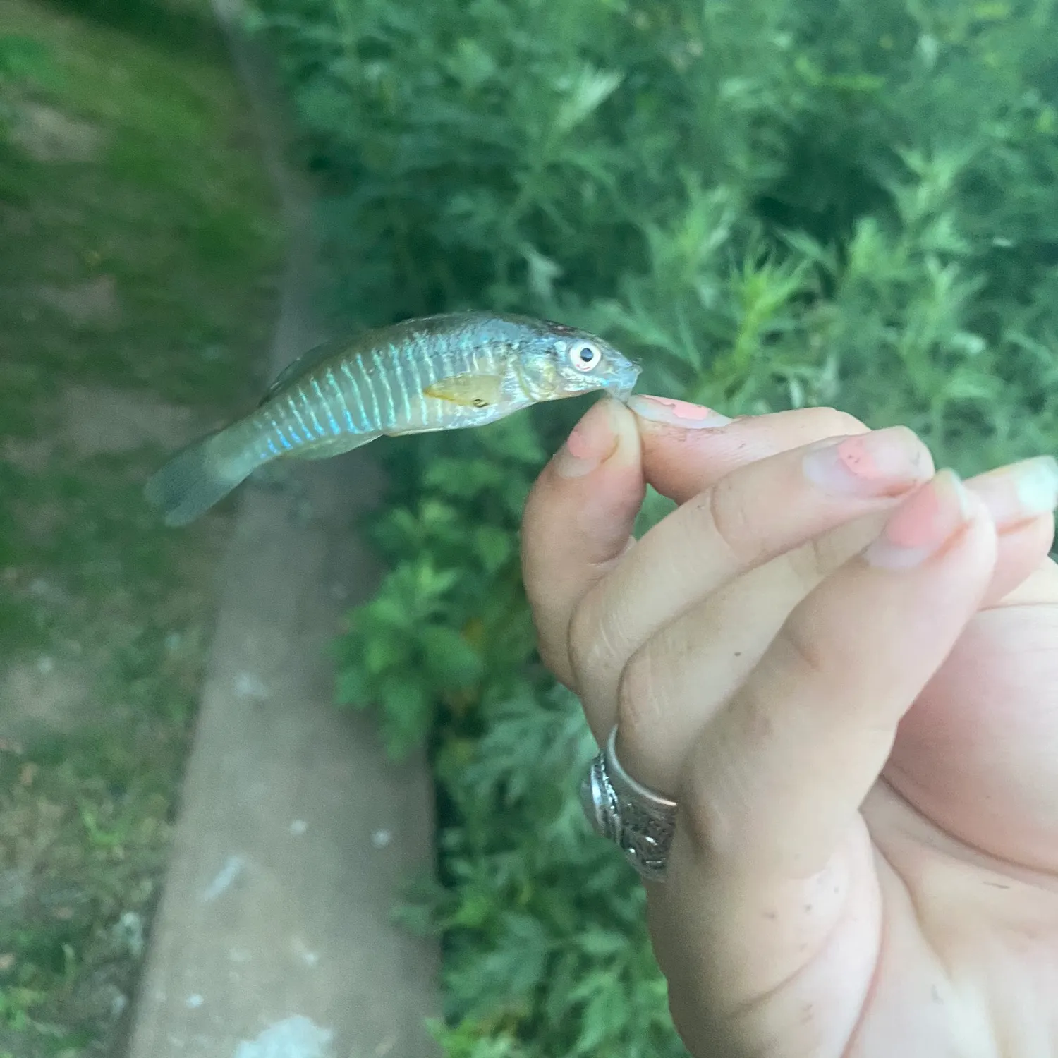 The most recent Banded killifish catches on Fishbrain