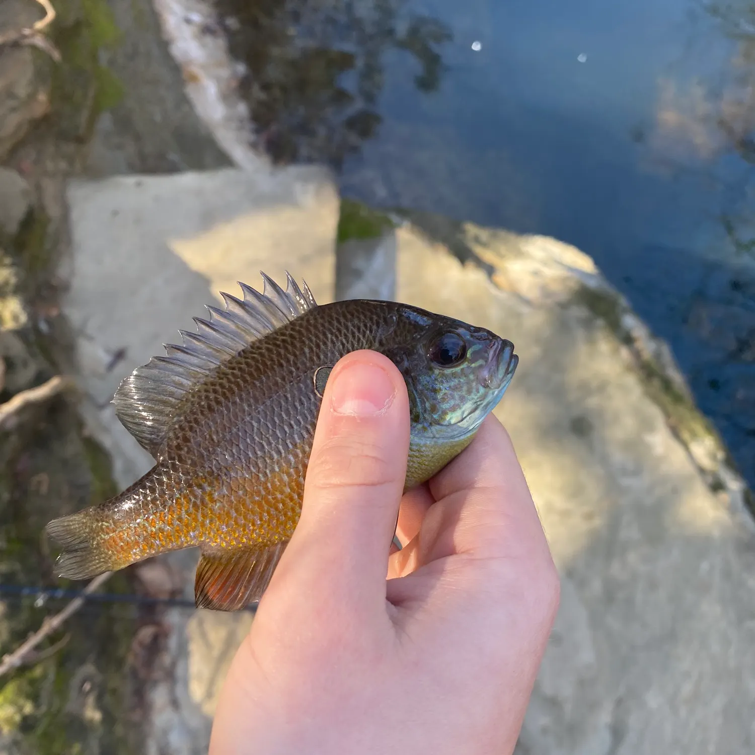 The most recent Longear sunfish catches on Fishbrain
