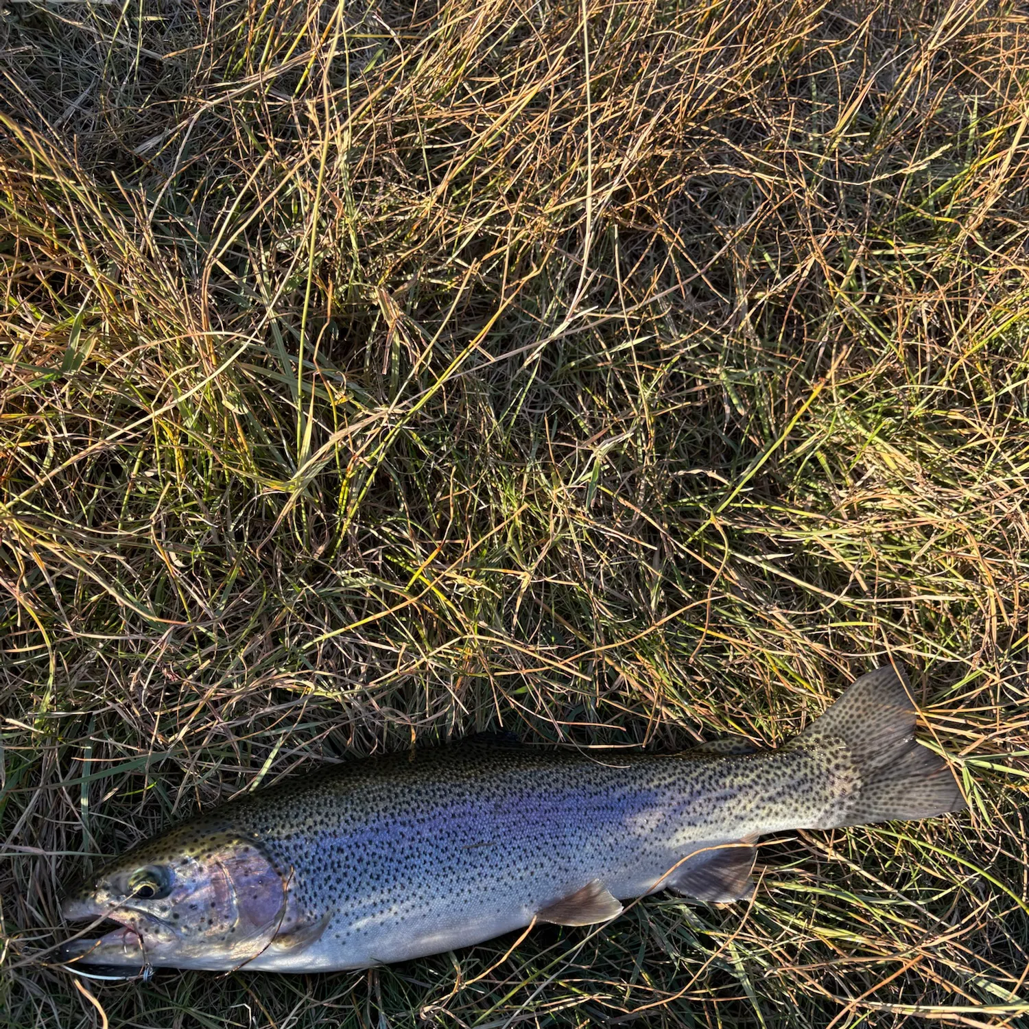 Rainbow trout caught on Fishbrain