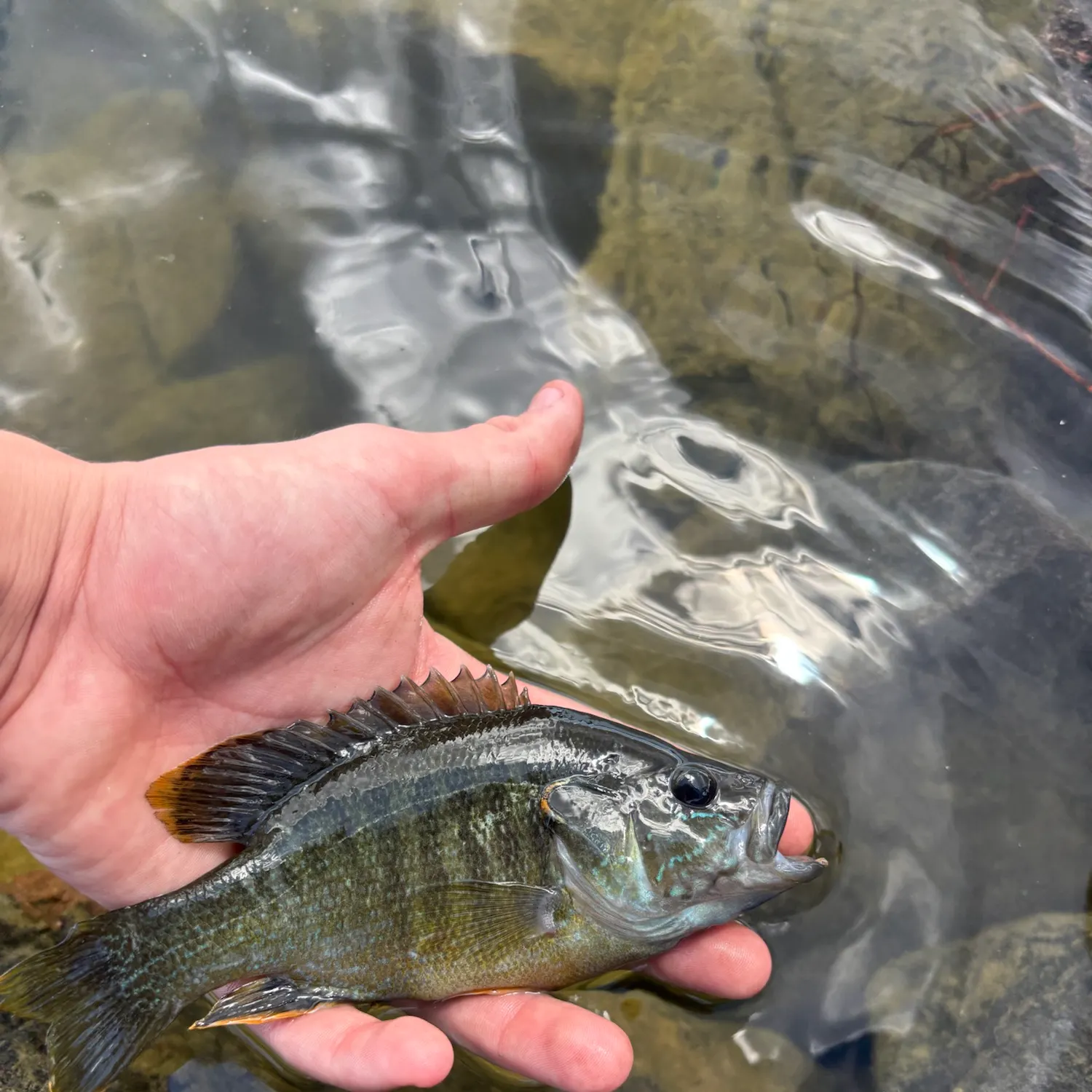 Green sunfish caught on Fishbrain
