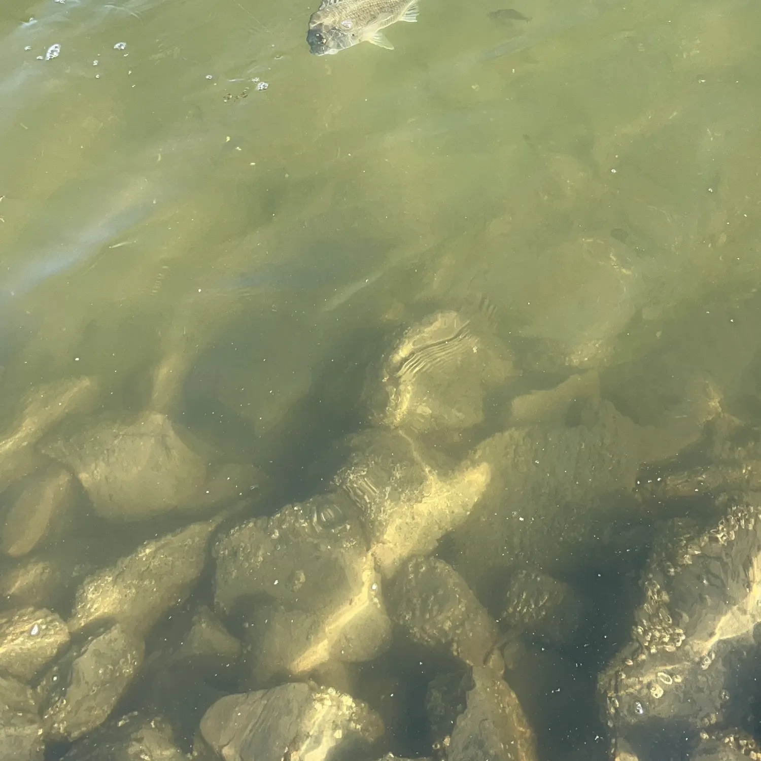 Surf bream caught on Fishbrain