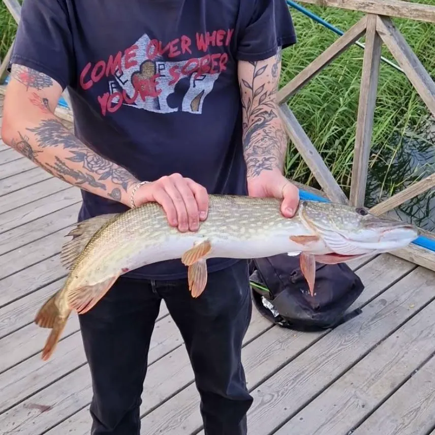 Northern pike caught on Fishbrain