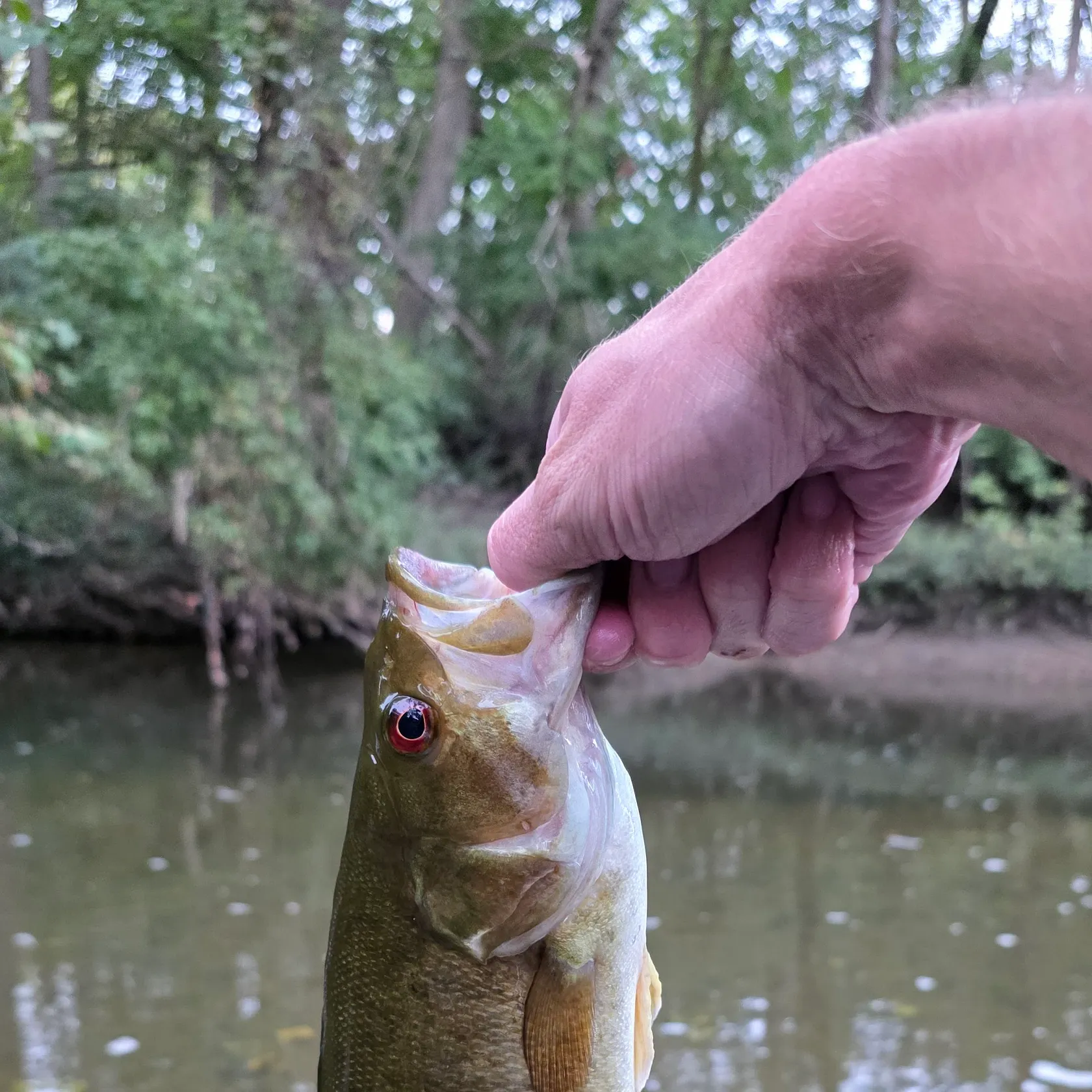 Smallmouth bass caught on Fishbrain