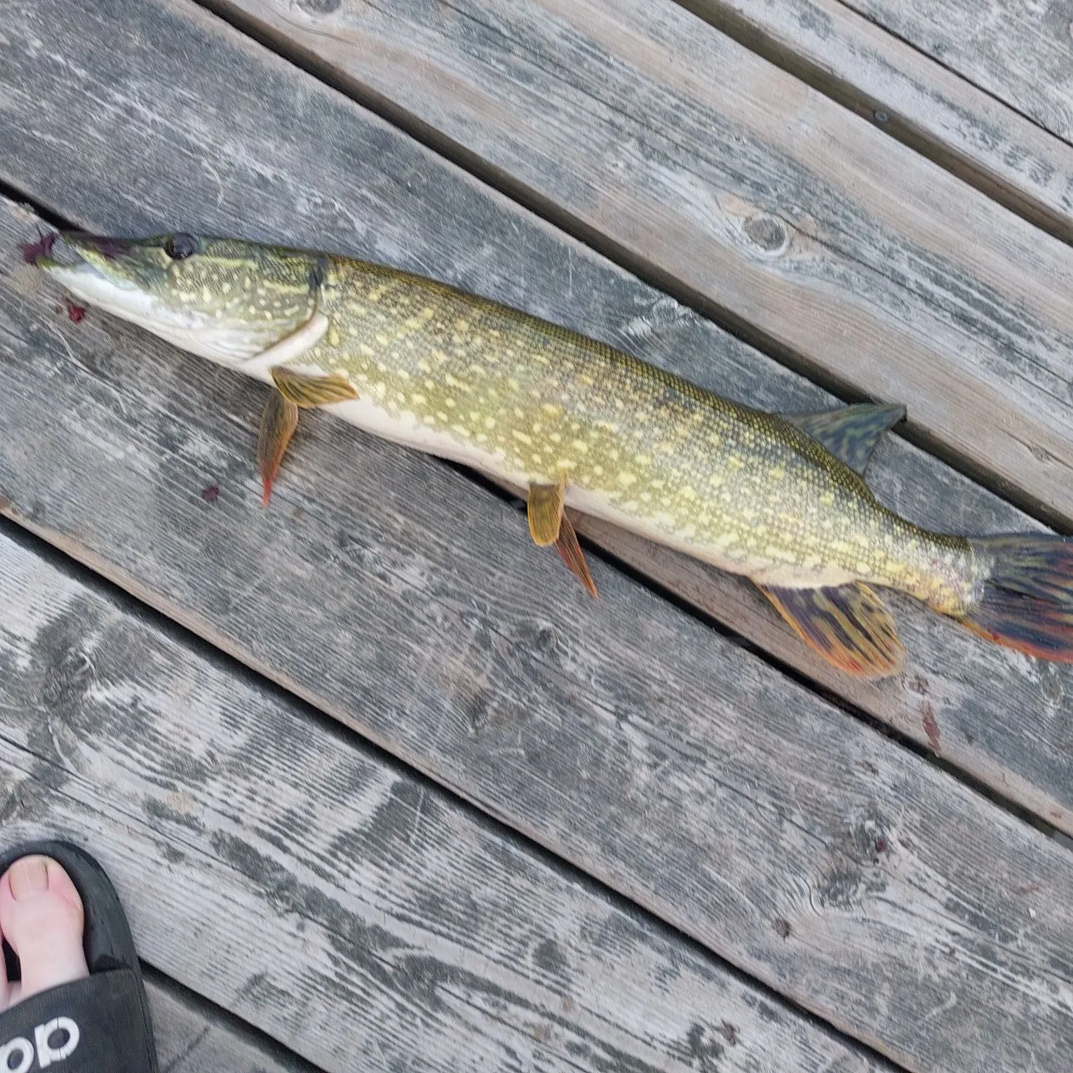 Northern pike caught on Fishbrain
