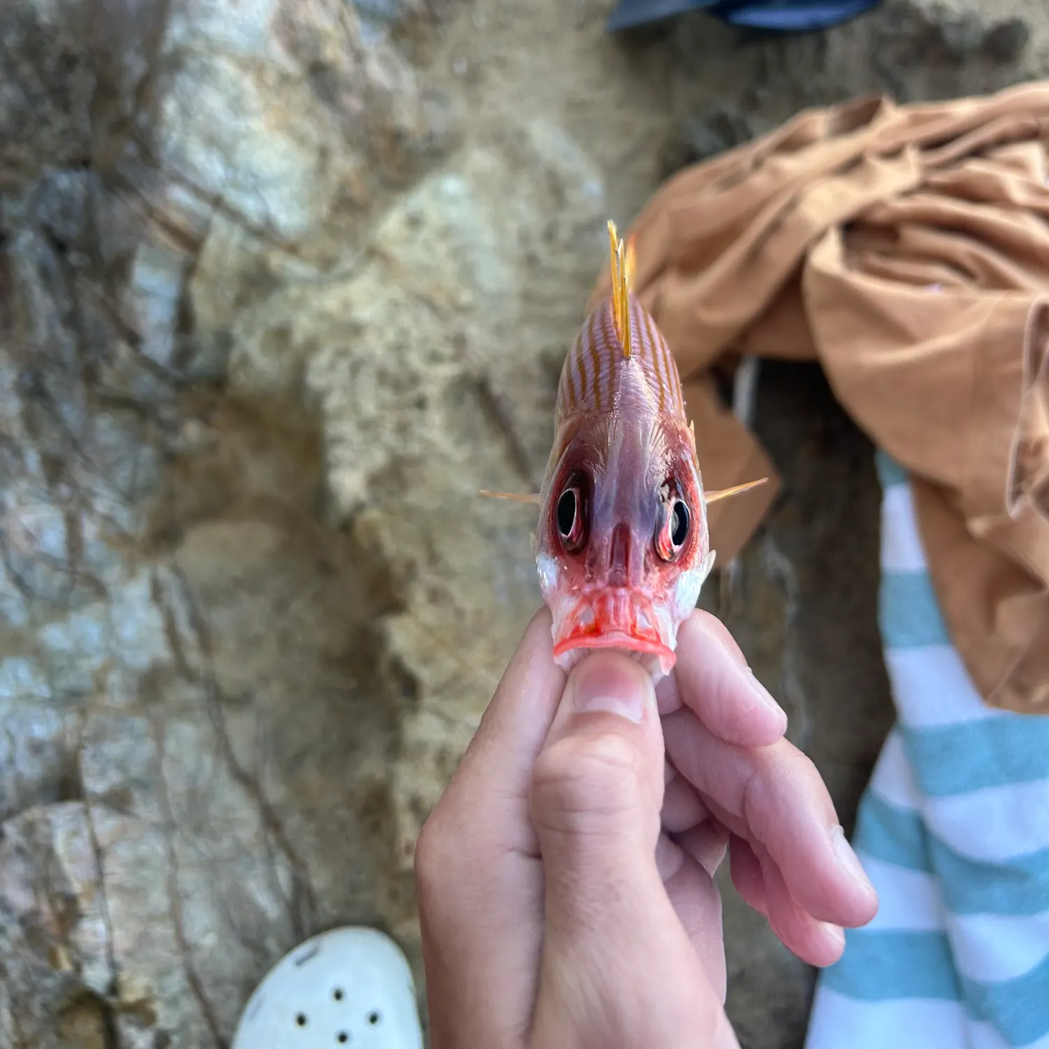 The most recent Common squirrelfish catches on Fishbrain