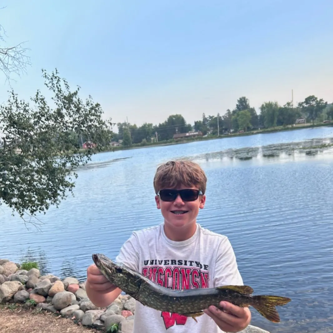 Northern pike caught on Fishbrain