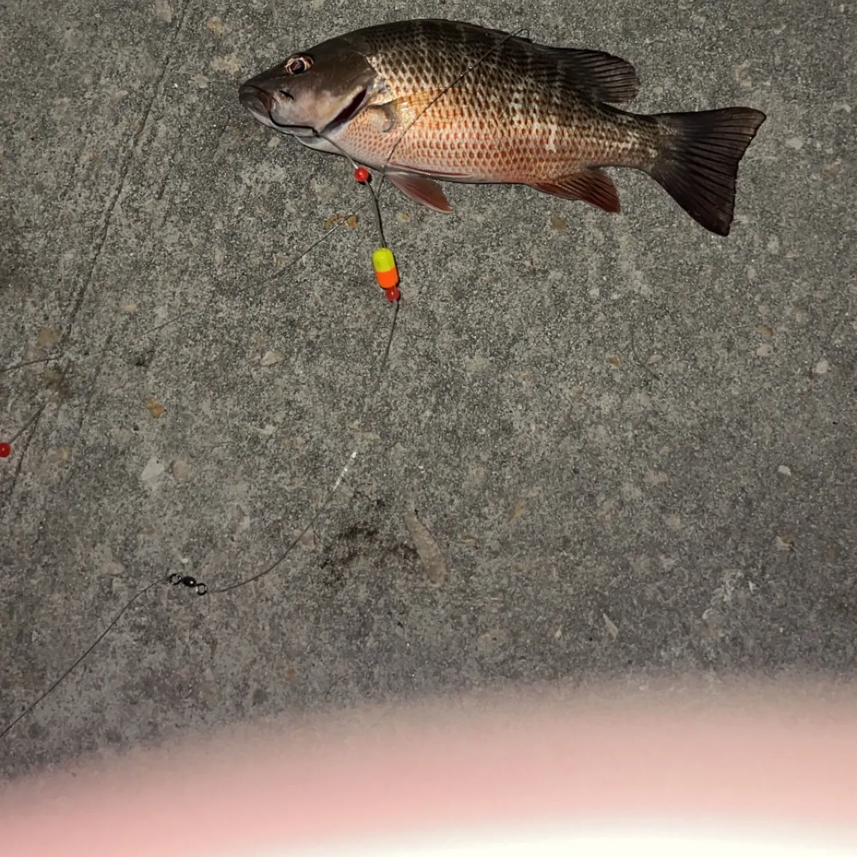 recently logged catches