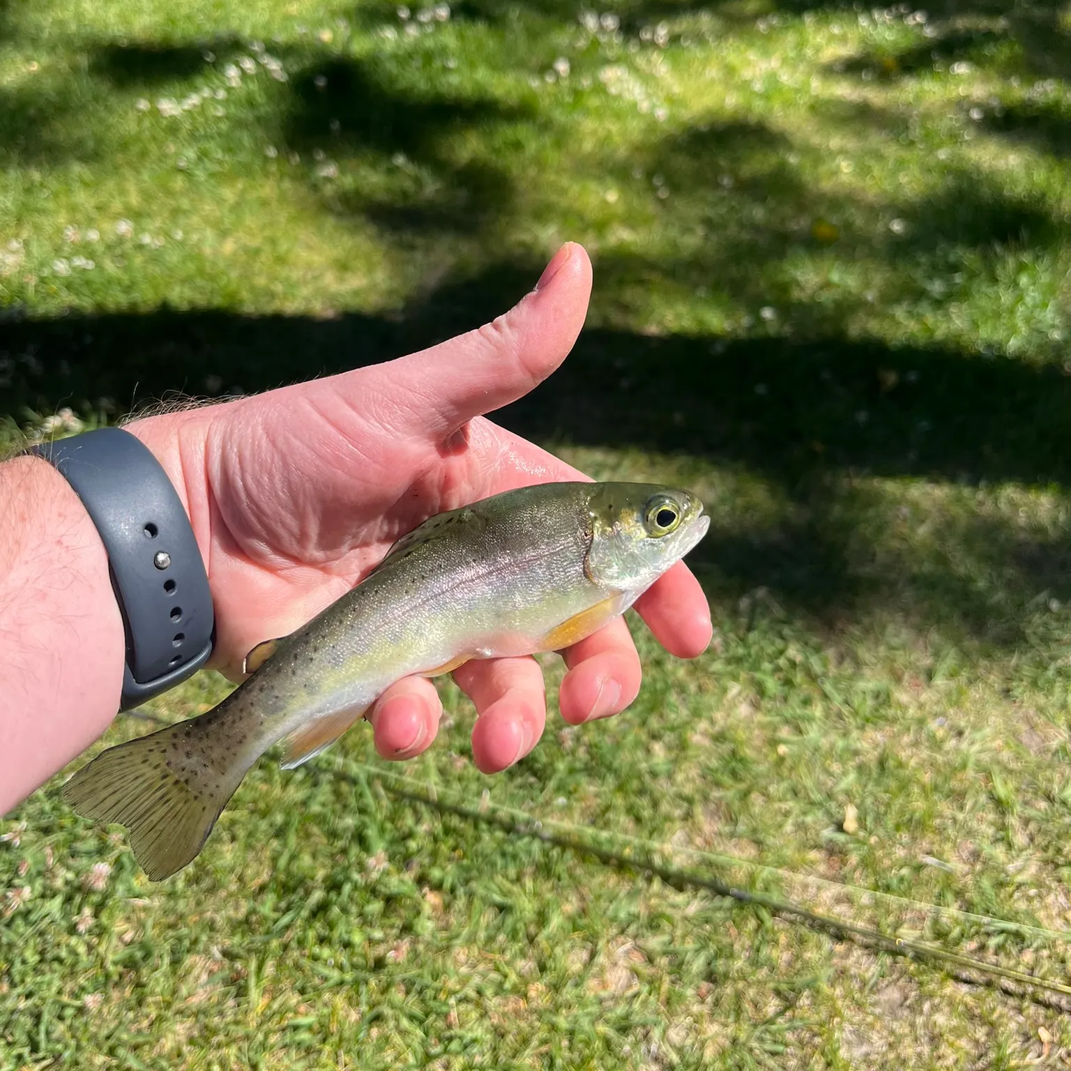 The most recent Utah chub catches on Fishbrain