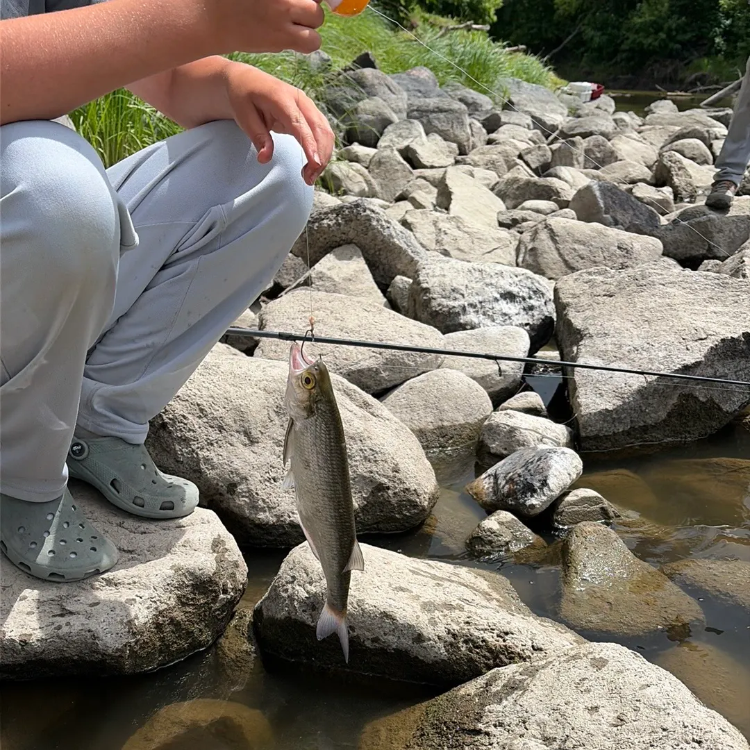 The most recent Goldeye catches on Fishbrain