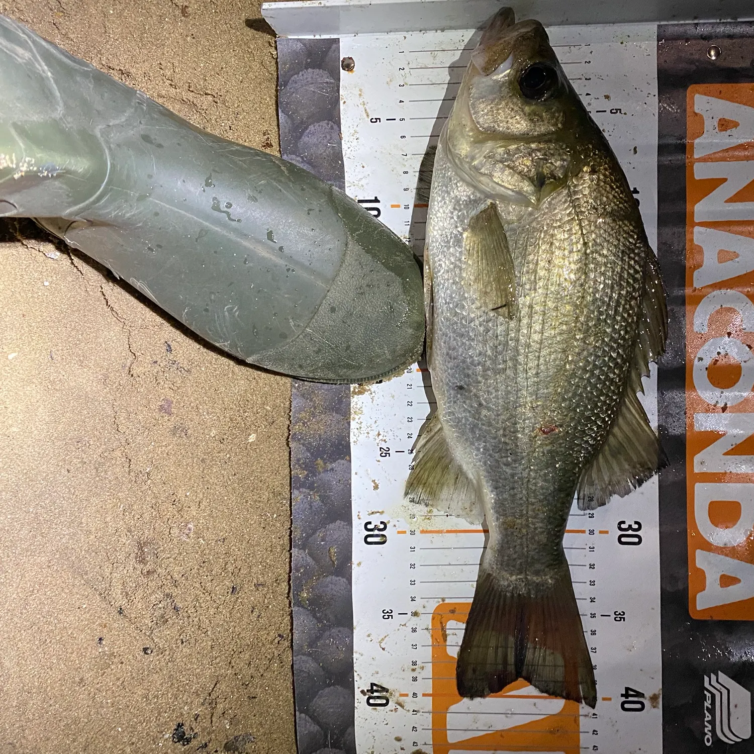 The most recent Estuary perch catches on Fishbrain