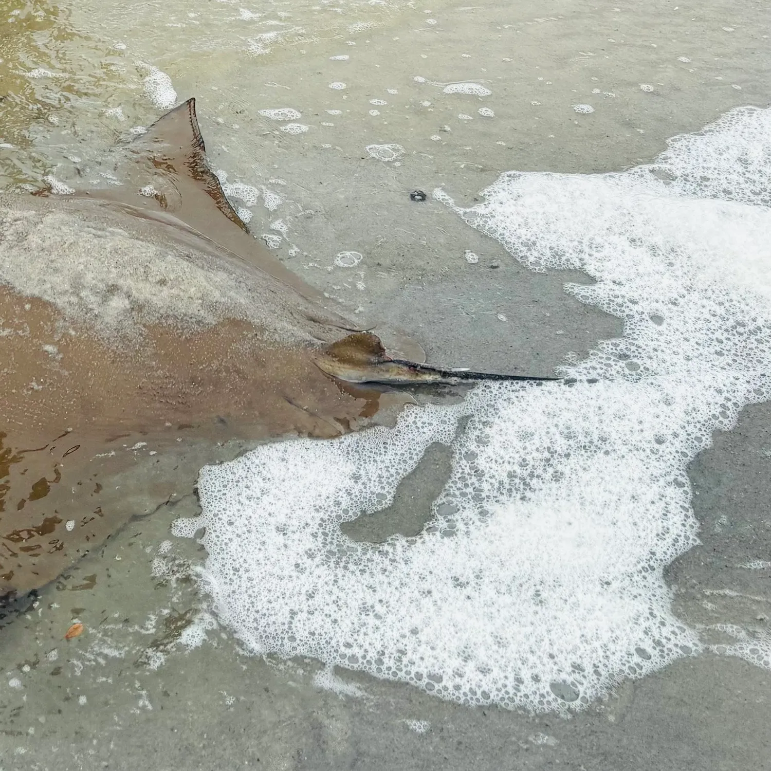 The most recent Cownose Ray catches on Fishbrain