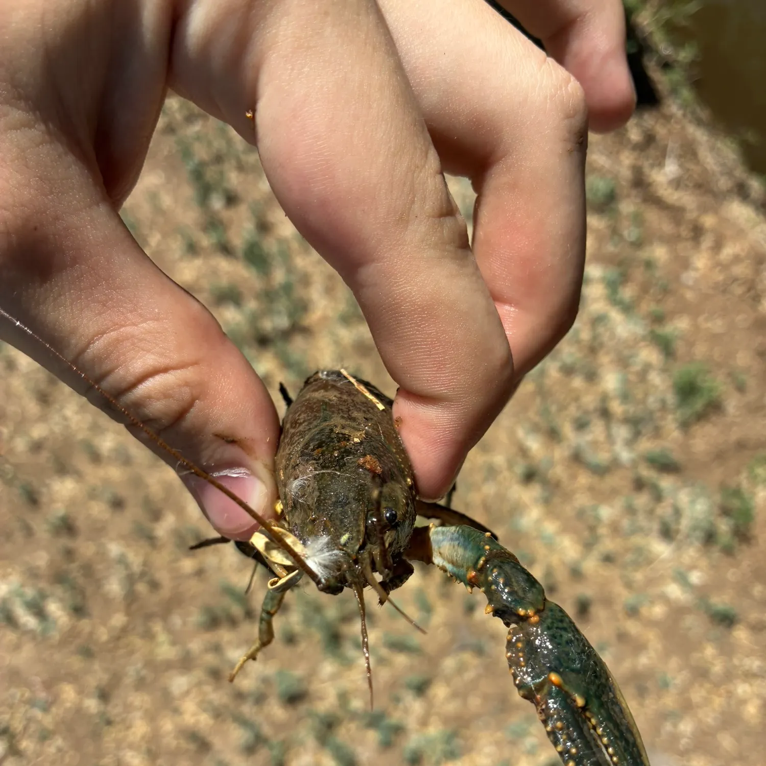 Fish caught on Fishbrain