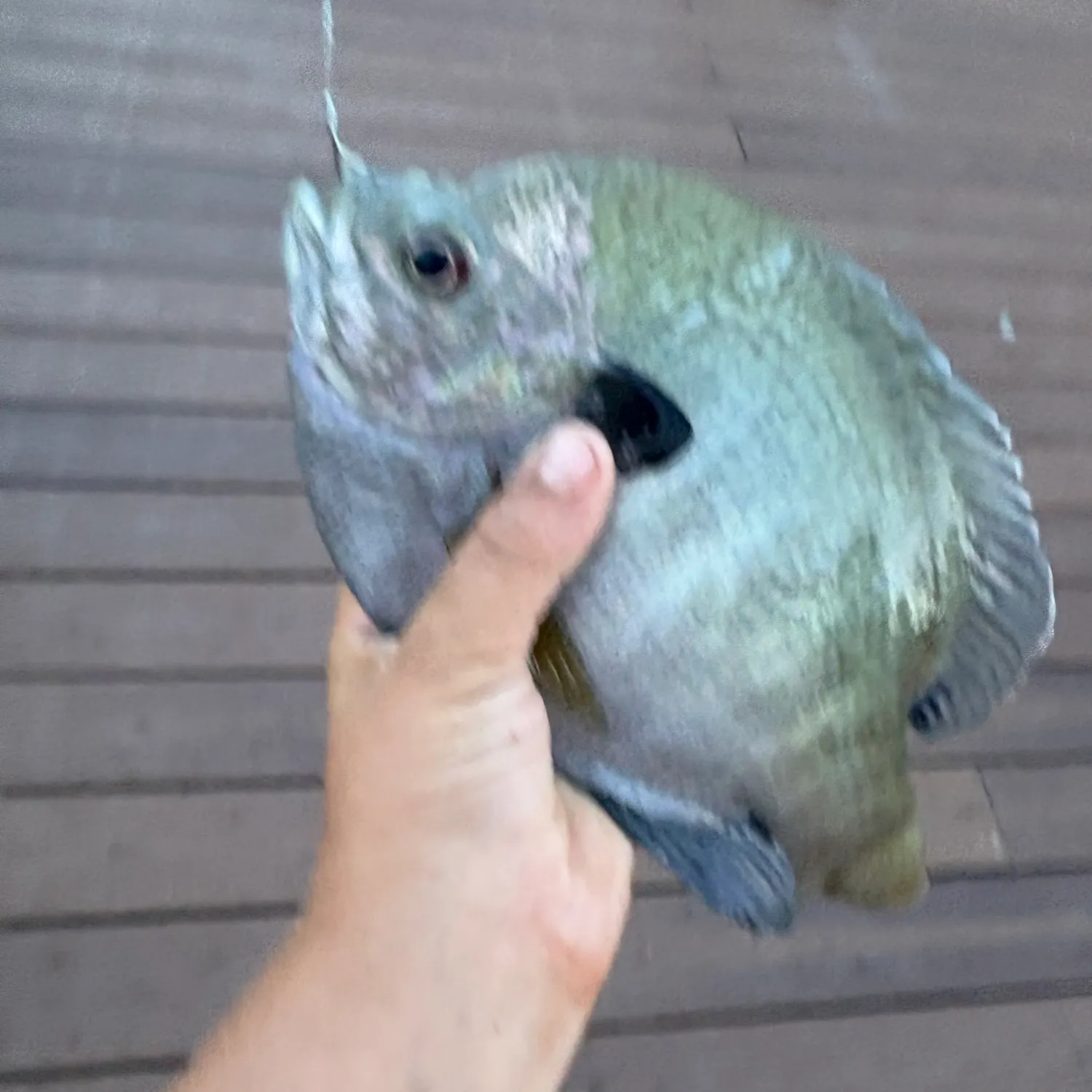 The most recent Coppernose bluegill catches on Fishbrain