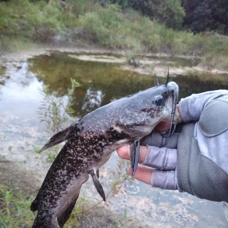 angler catch