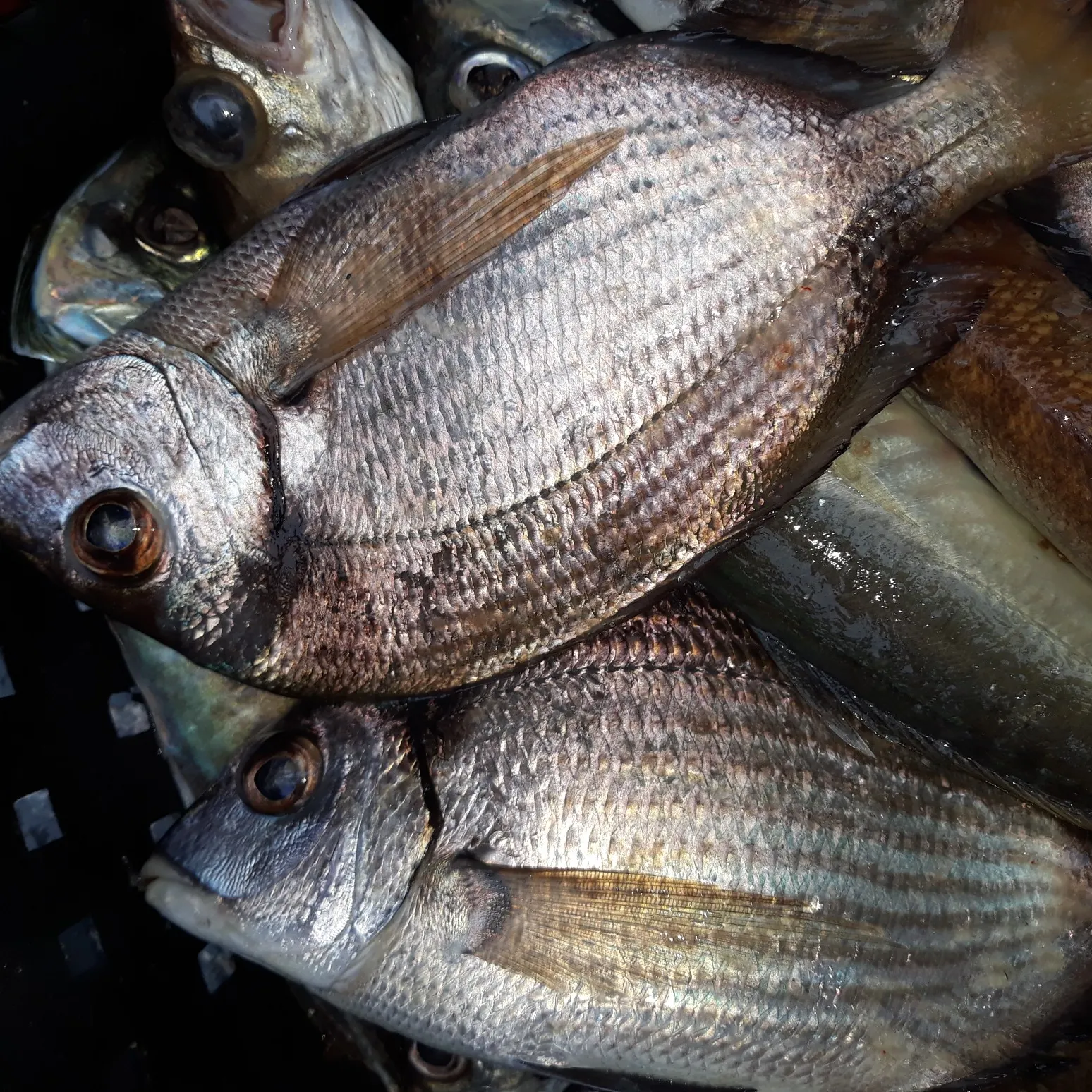 recently logged catches