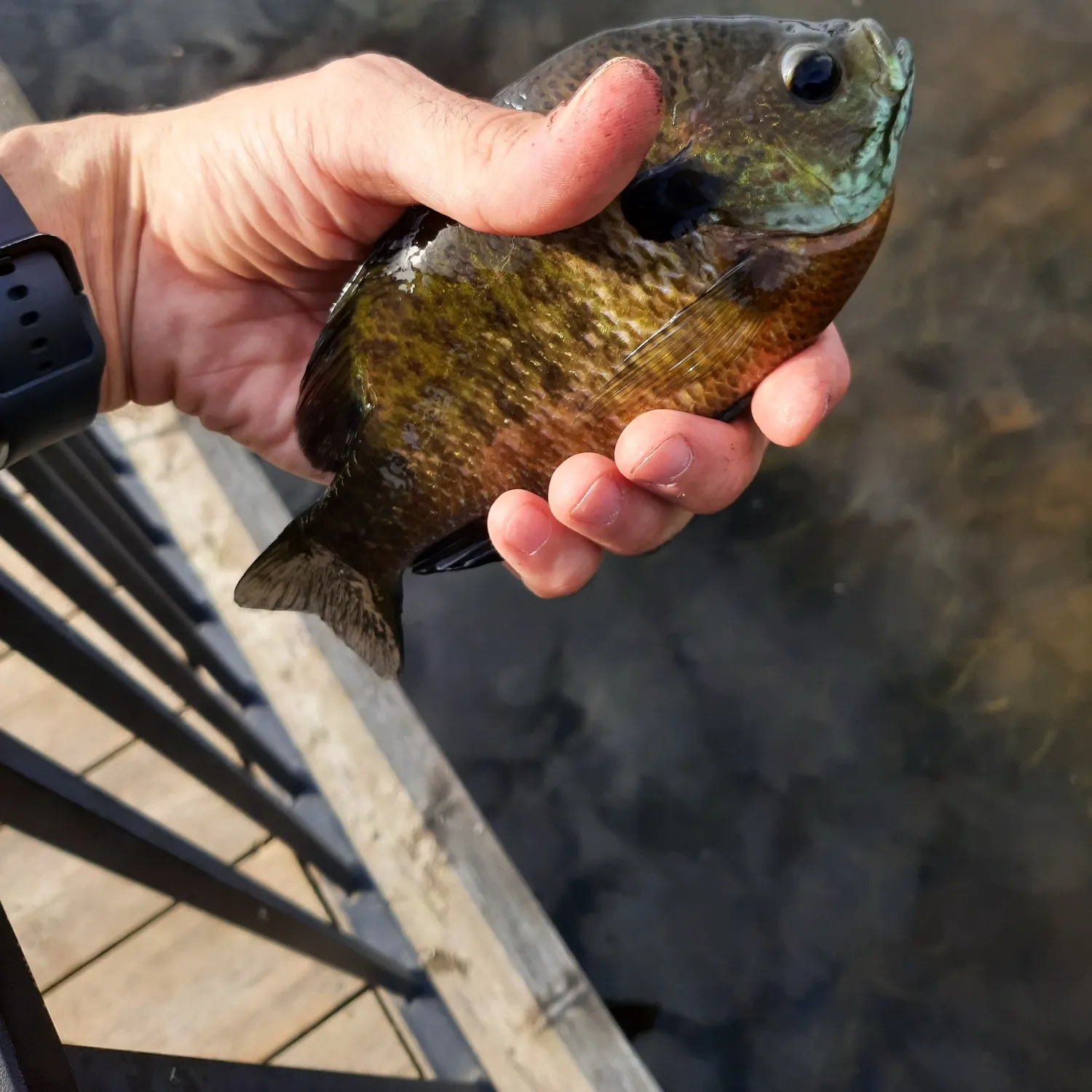 Pumpkinseed caught on Fishbrain