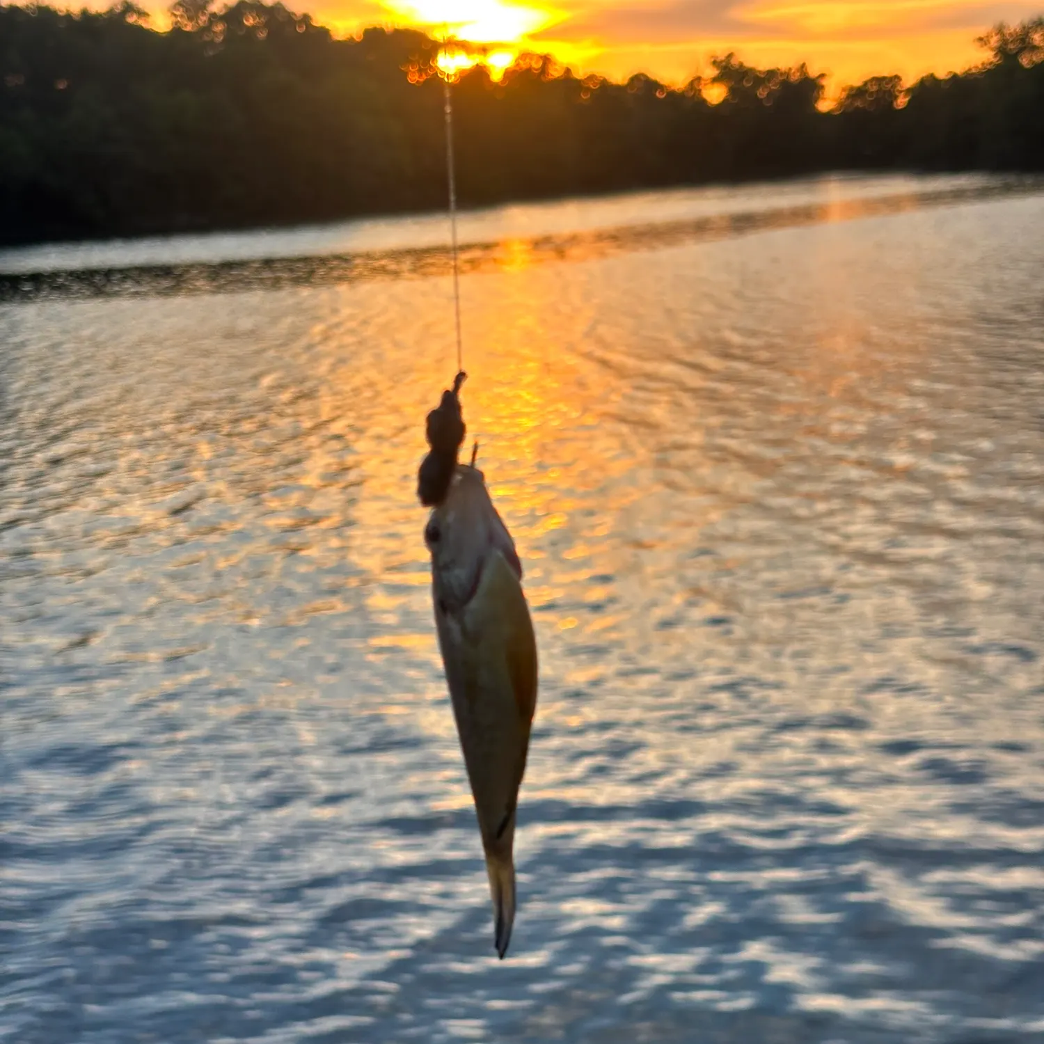 Bluegill caught on Fishbrain