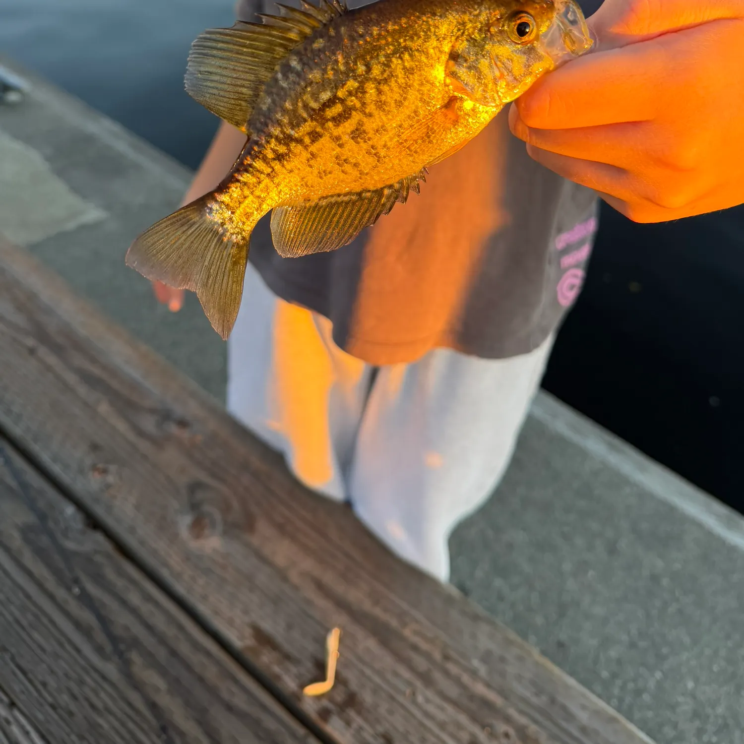 Black crappie caught on Fishbrain