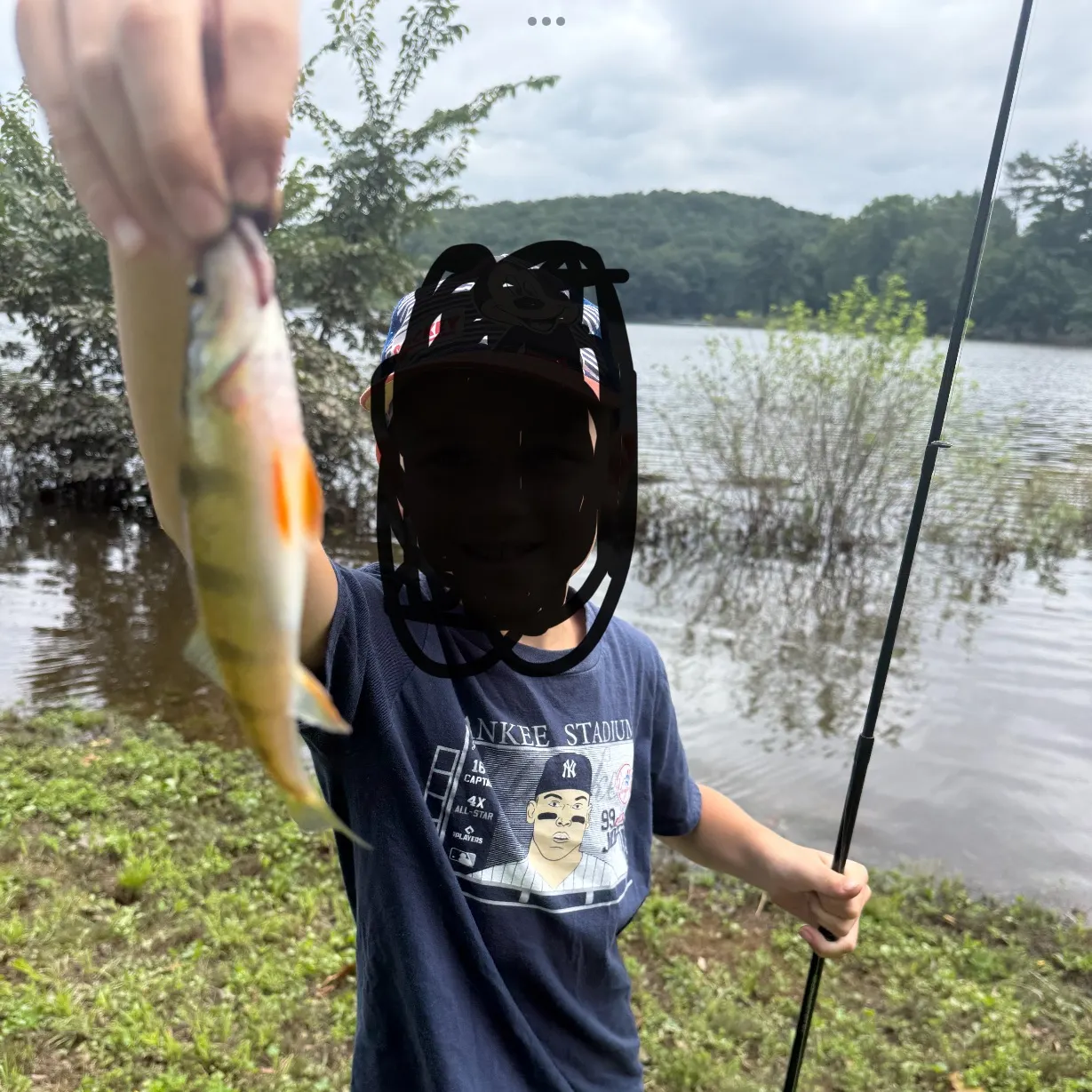 Yellow perch caught on Fishbrain