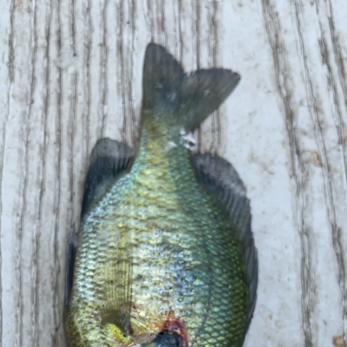 The most recent Redear x bluegill catches on Fishbrain